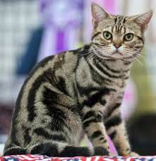 What cat breed are you?