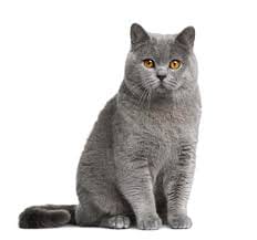 Cat breed quiz