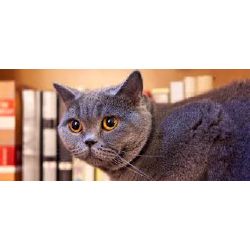 What cat breed are you?