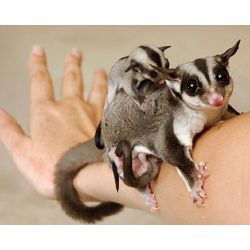 What animal do you look like?