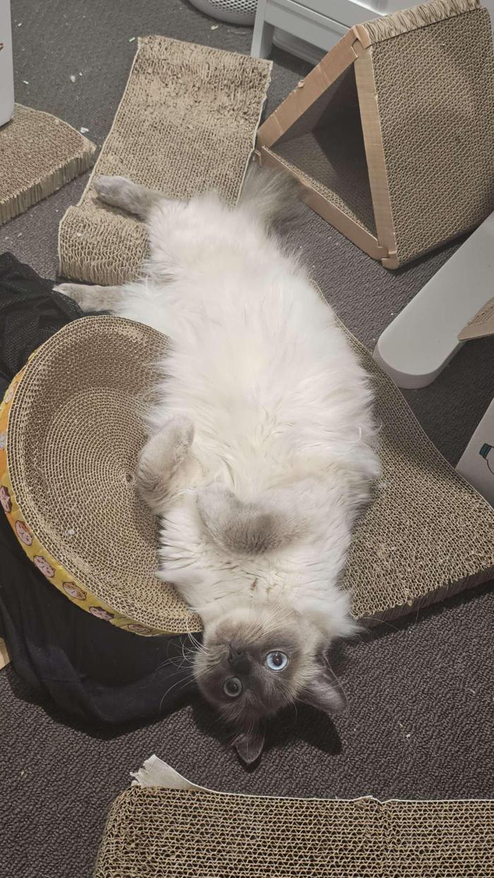 missdumpling
