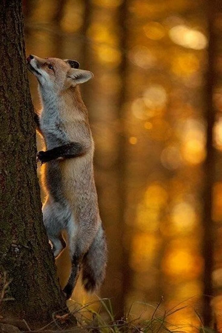 Red Fox Climbing A Tree Foxes