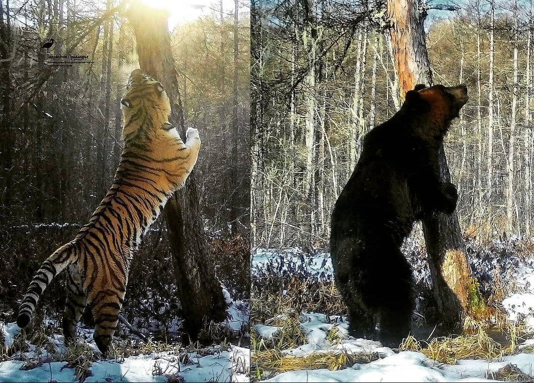 Siberian tiger size comparison to human