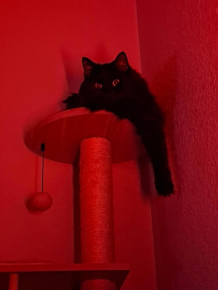 thekatmaster