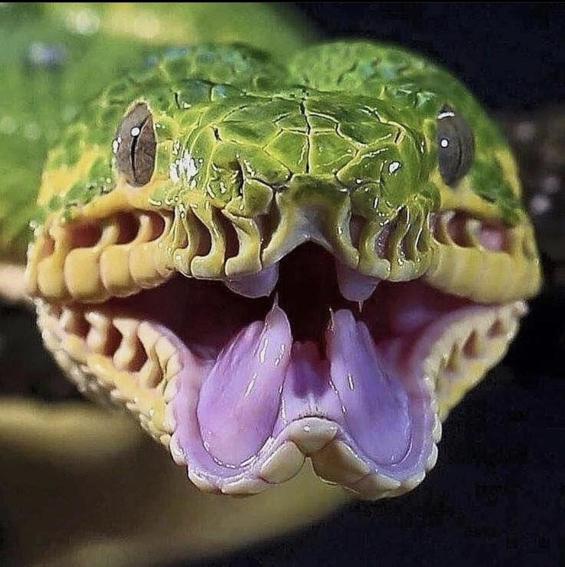 Emerald Tree Boa Learn About Nature