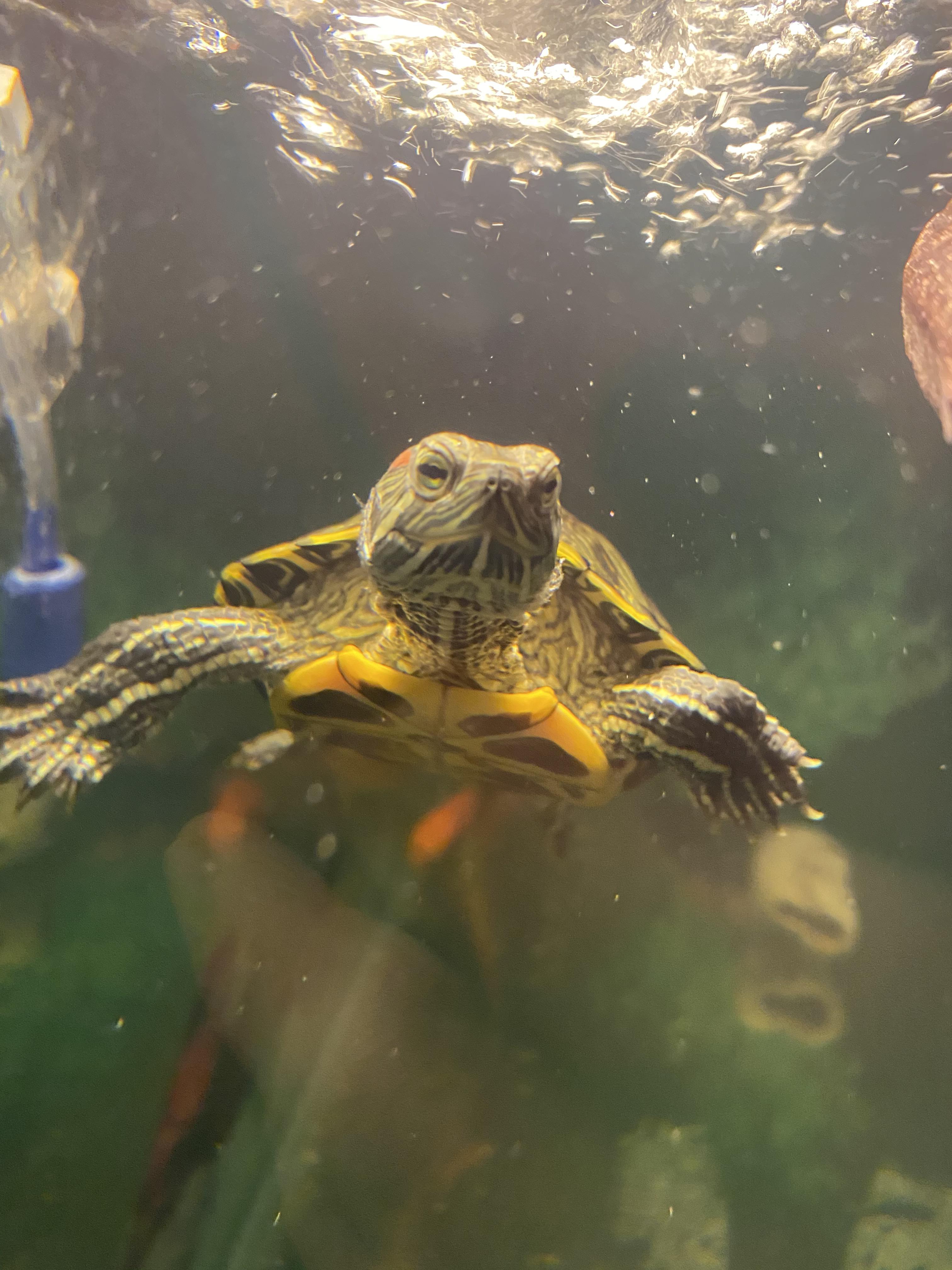 Is This Turtle Tank Too Dirty Pets Stack Exchange Is This Turtle Tank Too Dirty Pets Stack Exchange