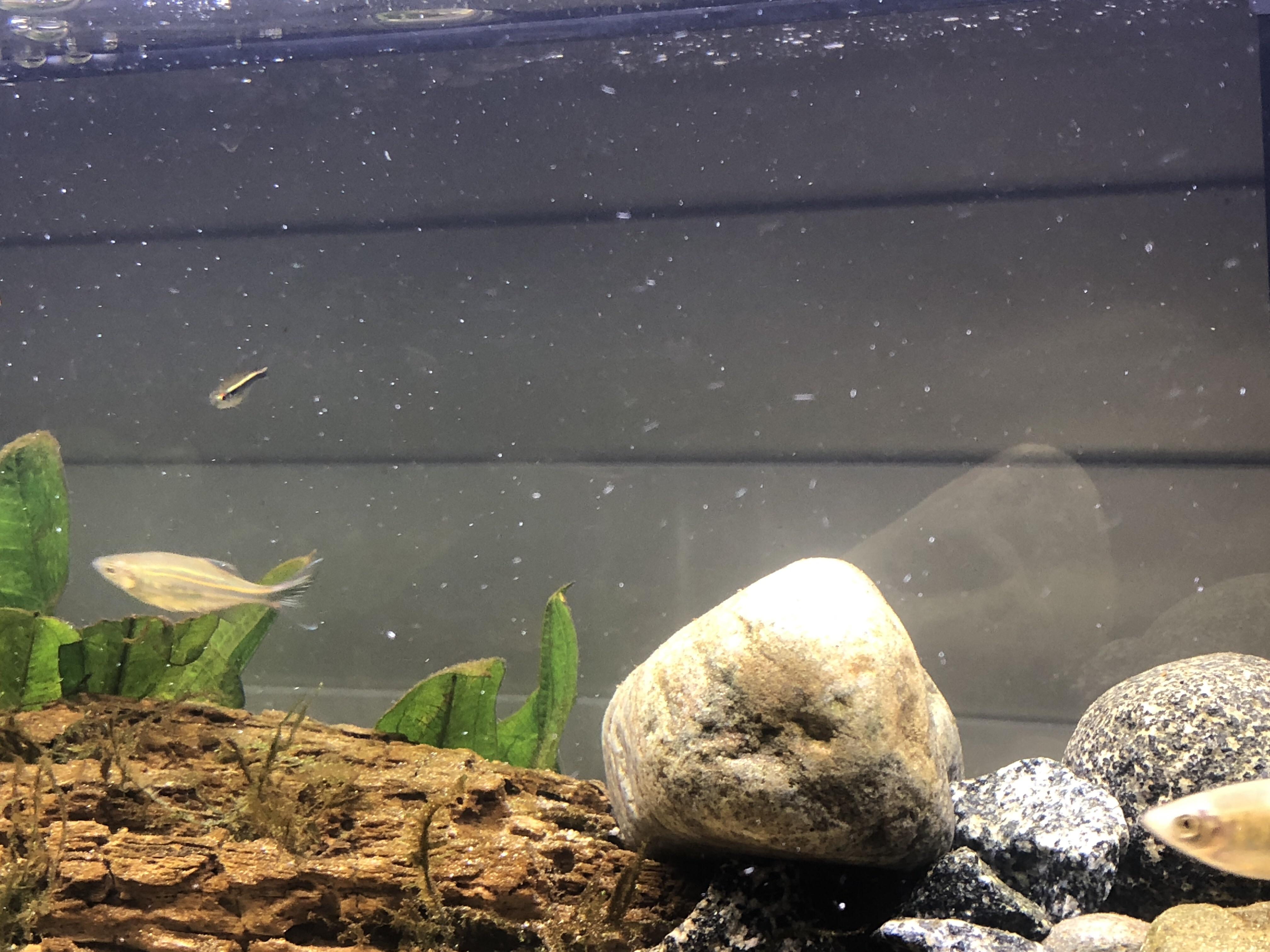White Particles Floating In My Aquarium My Aquarium Club I have hundreds of little white specks flakes floating in my aquarium water and just want to know with full certainty.
