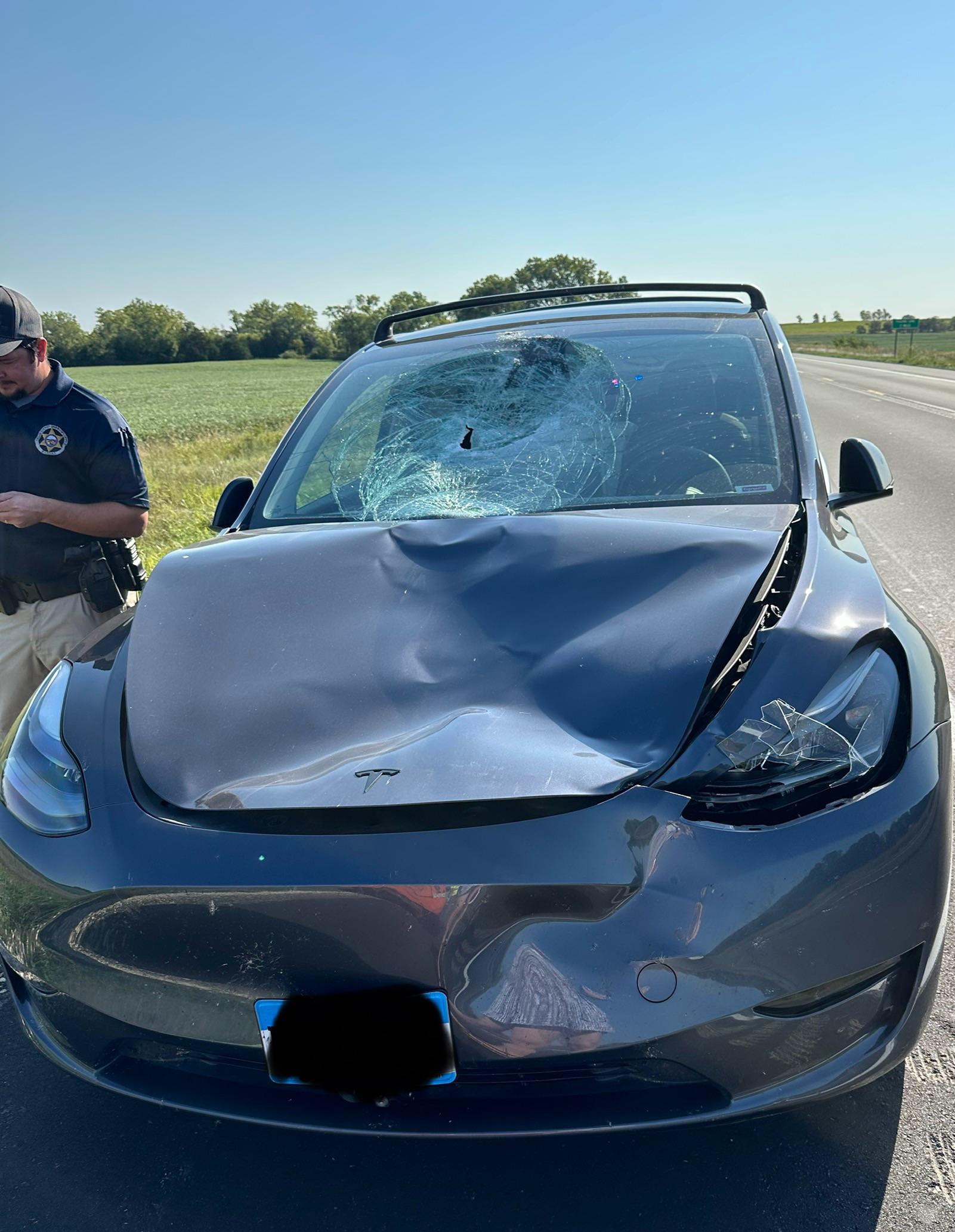 Deer Aftermath : rTeslaModelY