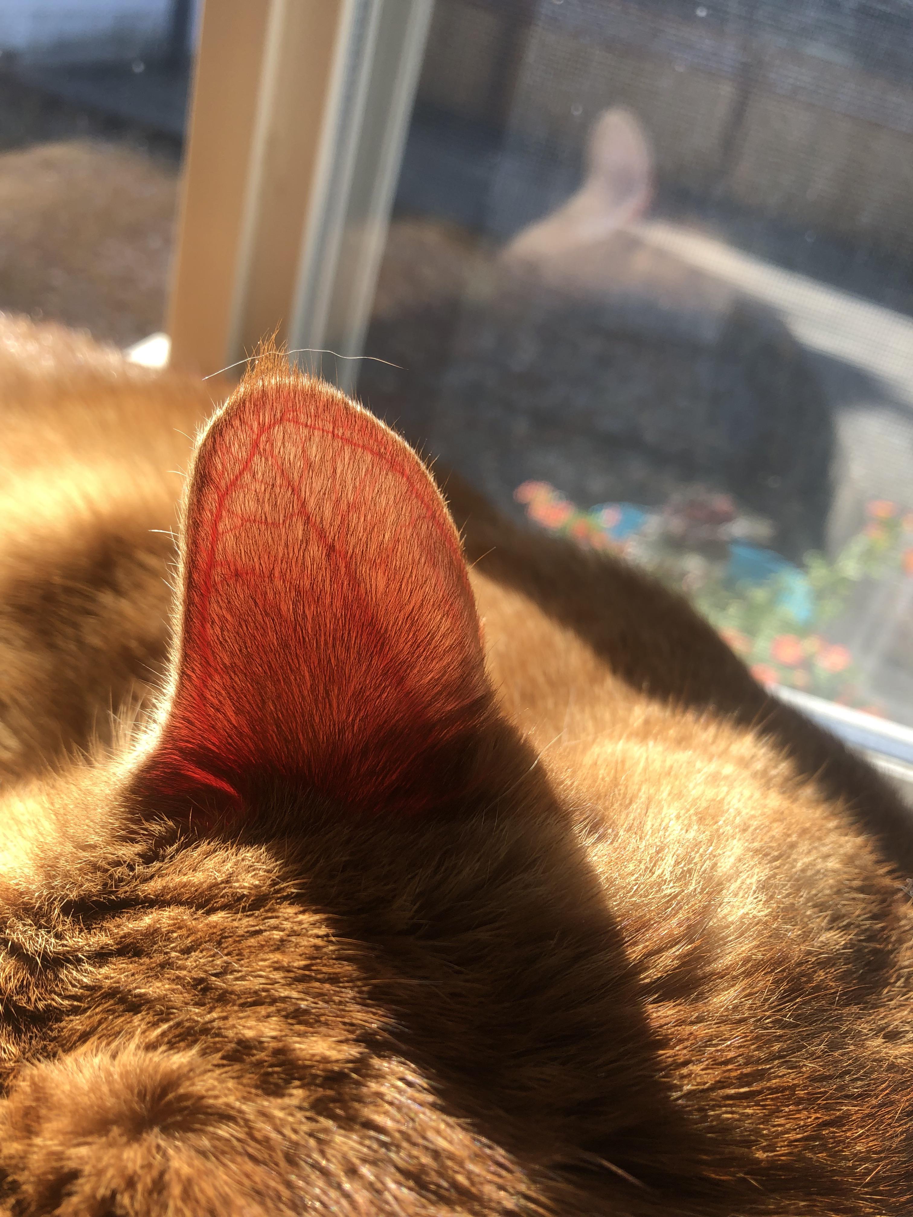 You can see the blood vessels in cats ears in the sun.