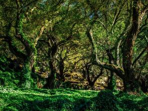 Forest on Corfu, Greece [2048 x 1366] [OC]