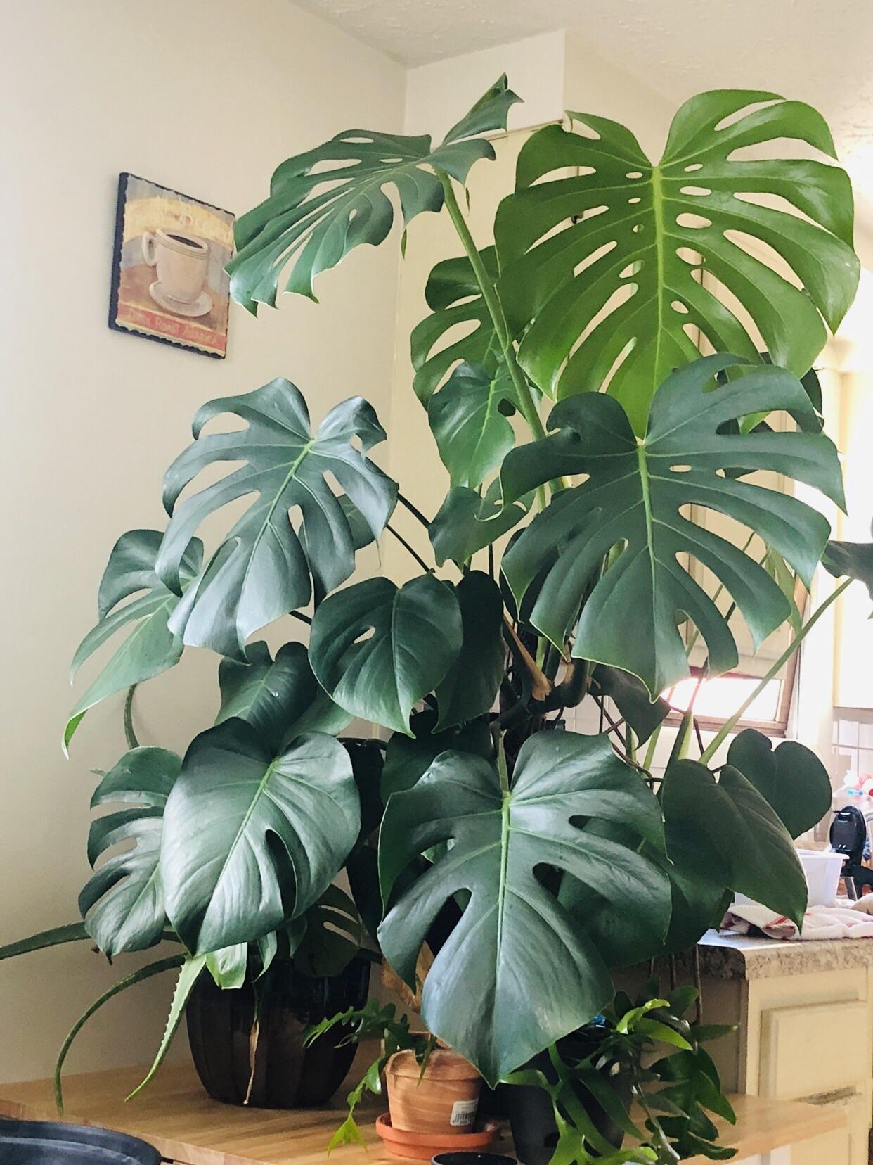 My Monstera Is My Prized Possession Almost 2 Years Old And Ready For My Monstera Is My Prized Possession Almost 2 Years Old And Ready For