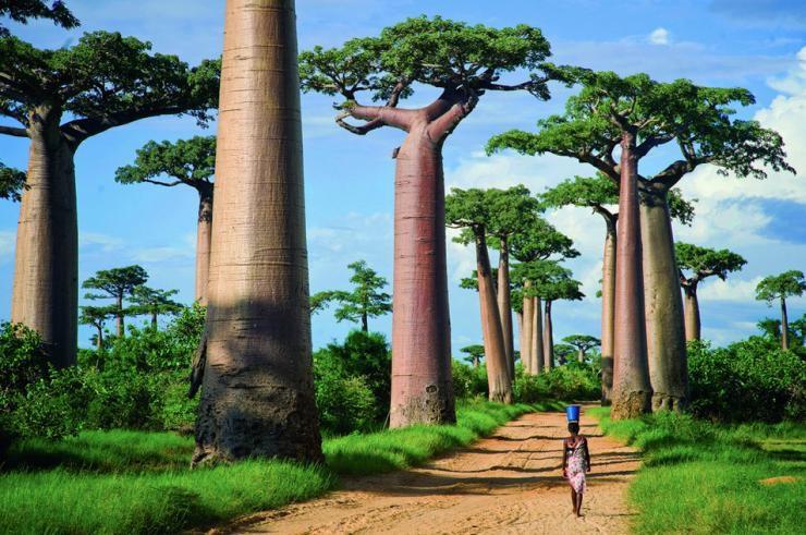 Baobab Description Species Distribution Importance Britannica