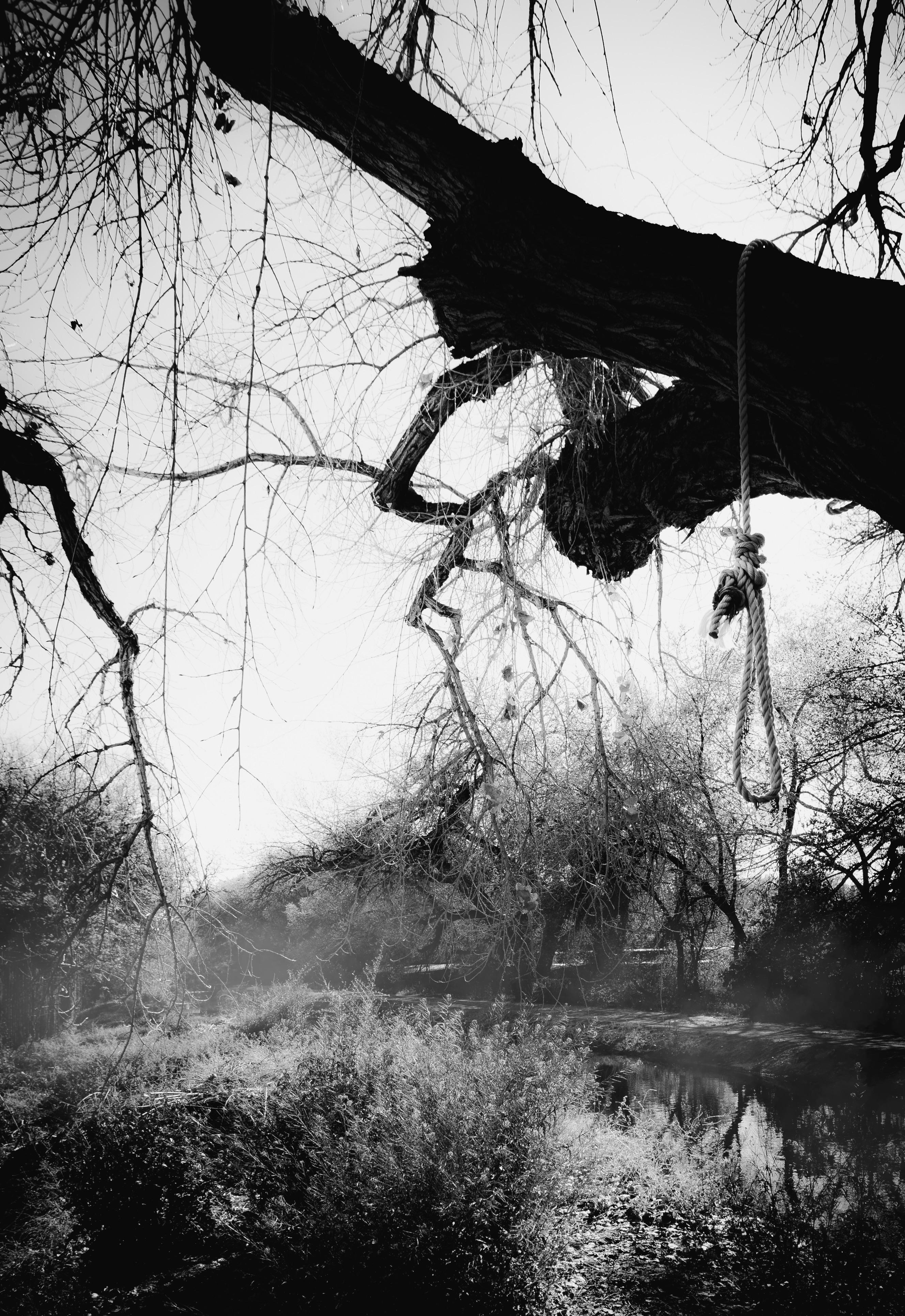 Sutton Park Nnr Horses Pass Beneath The Hanging Tree In The 1950 S Facebook