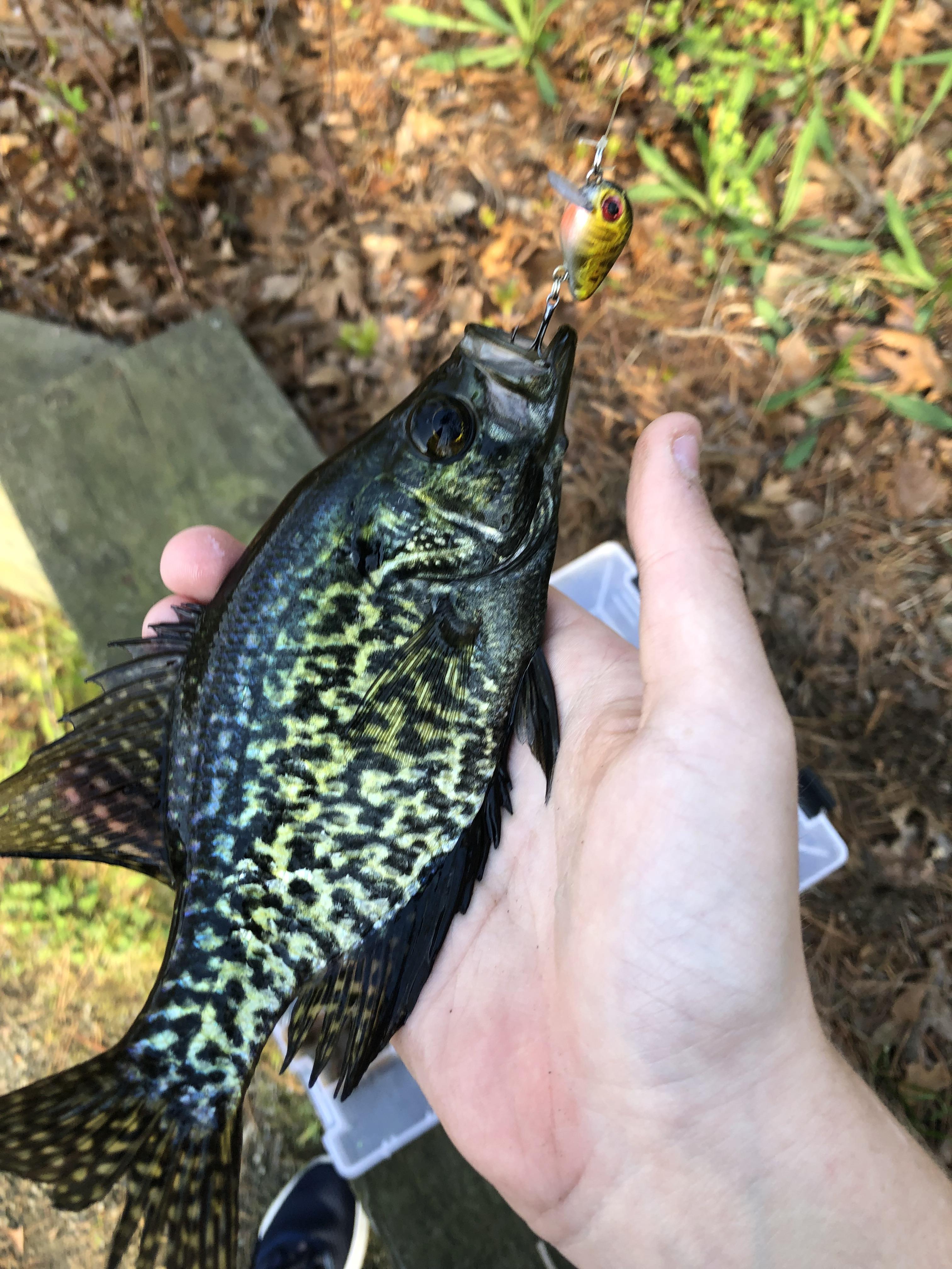 Amazon Com Black Crappie Fish Realistic Vinyl Decals 5 5 X 10 Set Of 2 Right Left Facing Sticker Fishing Freshwater For Truck Car Suv Window Glass Automotive