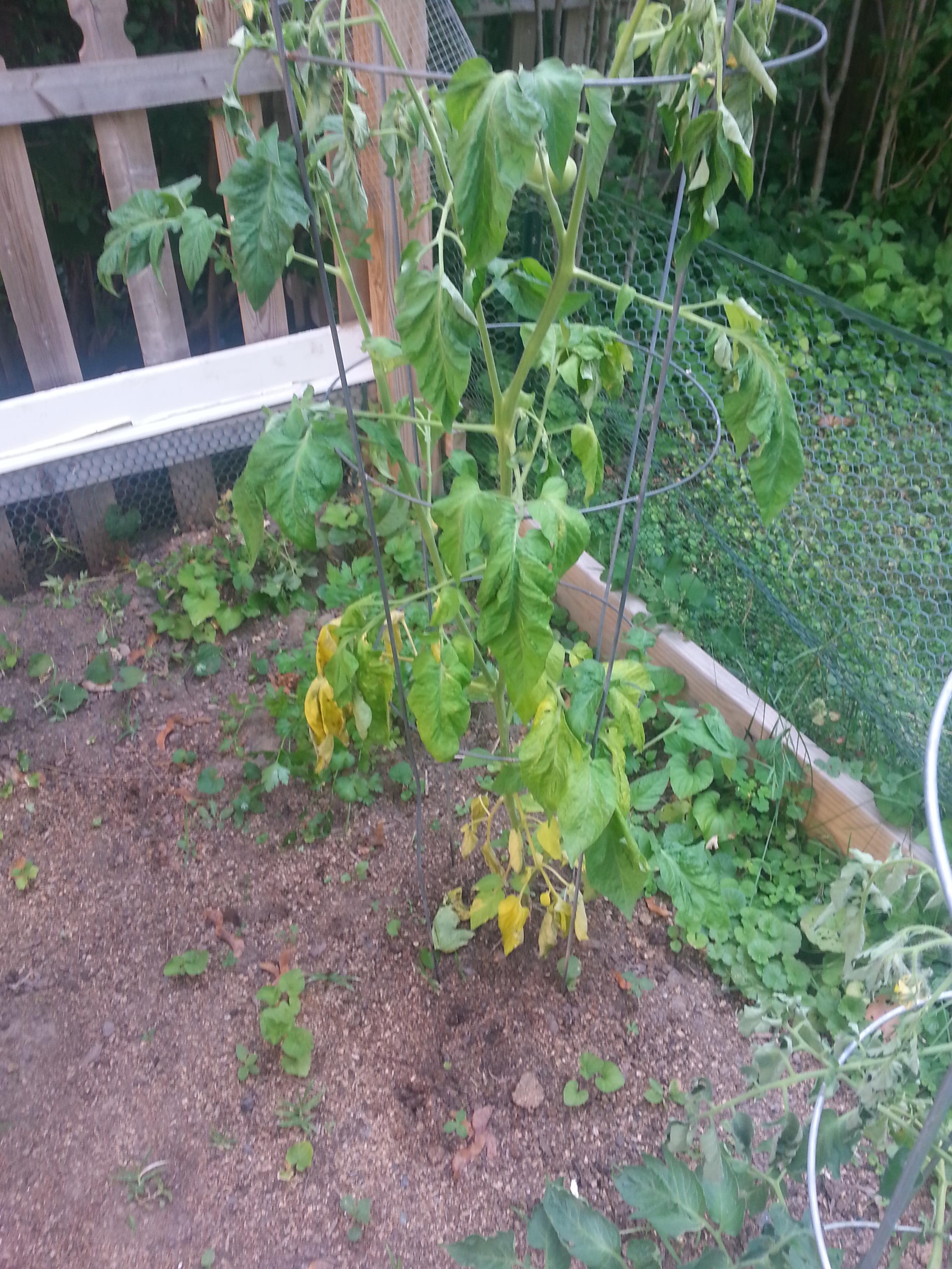 Help please? tomato plants wilting and yellow leaves. is it lack of
