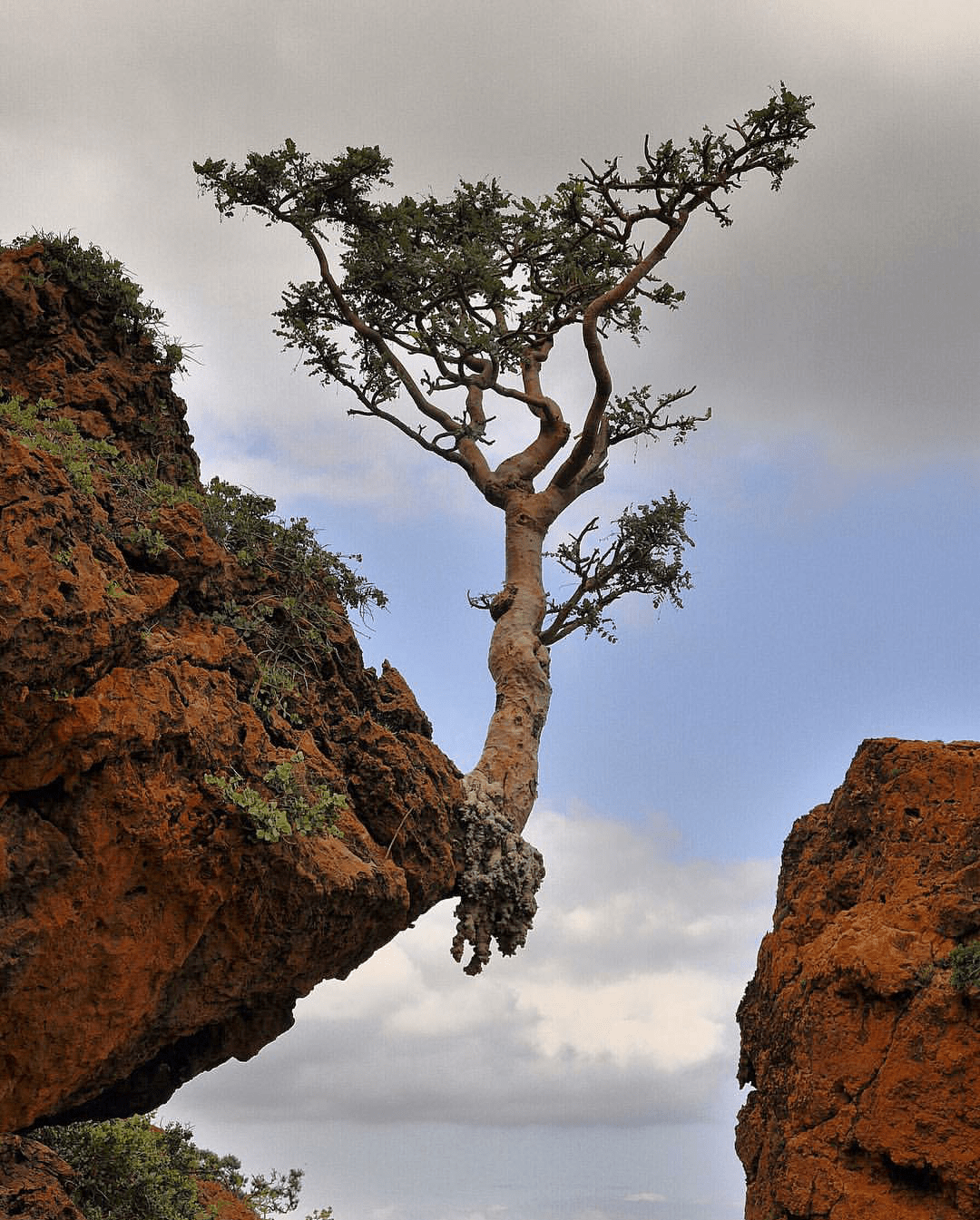 Frankincense Tree In A Wadi In Dhofar Southern Oman Frankincense Gum Oozing From Stripped Bark Natural Remedies Natural Healing Remedies Natural Add Remedies