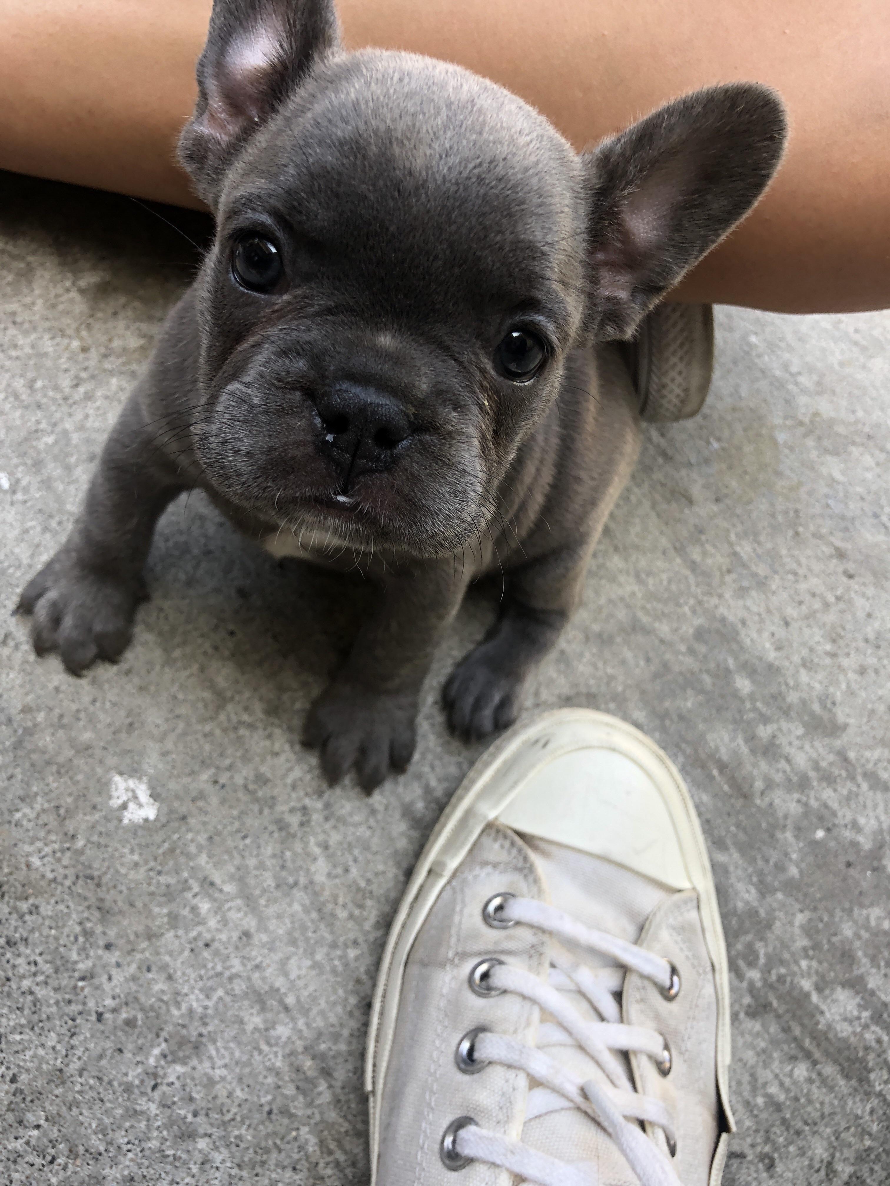 One tan with blue brindle male bulldog puppy left 9 weeks old. Name My French Bulldog Puppy Shes Is 6 Weeks Old And We Get Her In 2 Weeks Aww