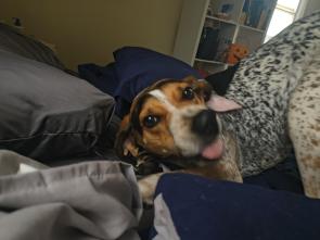 [OC] Taunting me when I tell her to hop off the bed 😂