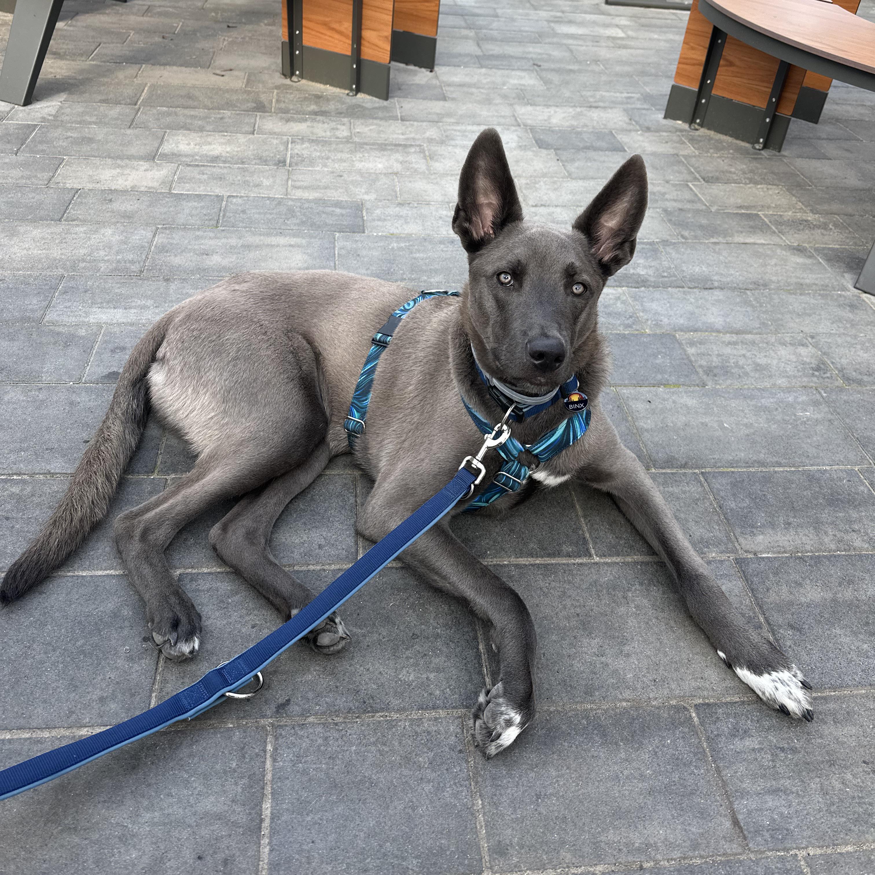 Why is my dog a frequent humping victim? : rDogAdvice