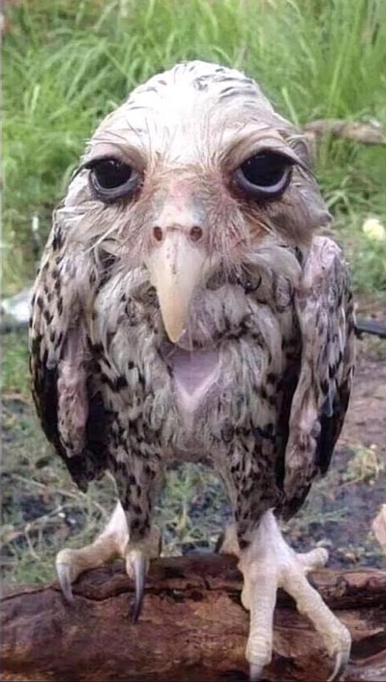 I saw this bird on tiktok, couldn't find any more information abt it