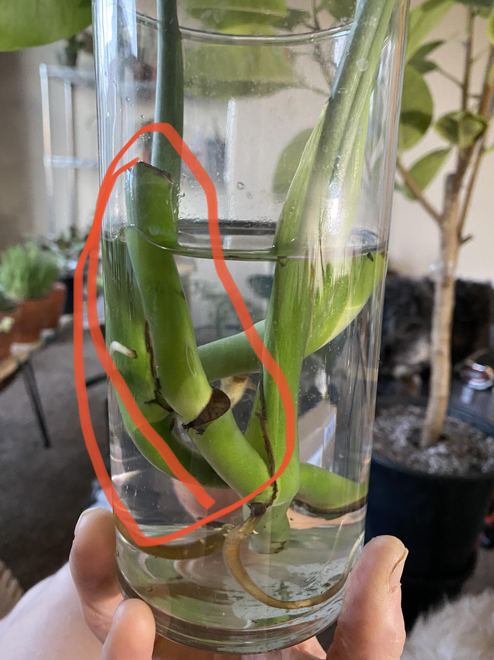 Received this monstera cutting and was wondering if this piece circled