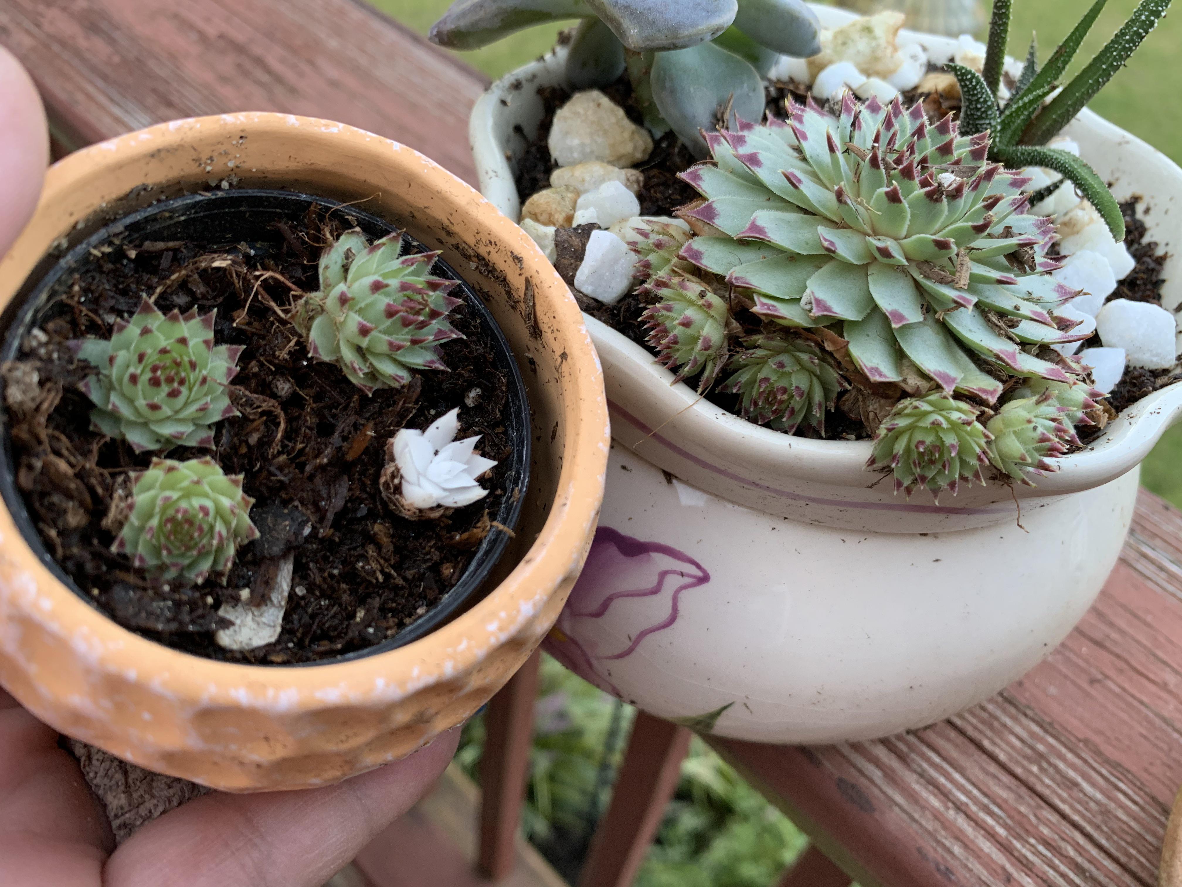 Send me an email when the product is available. Albino Succulent Popped Up With The Other Chicks In My Mom S Garden Succulents
