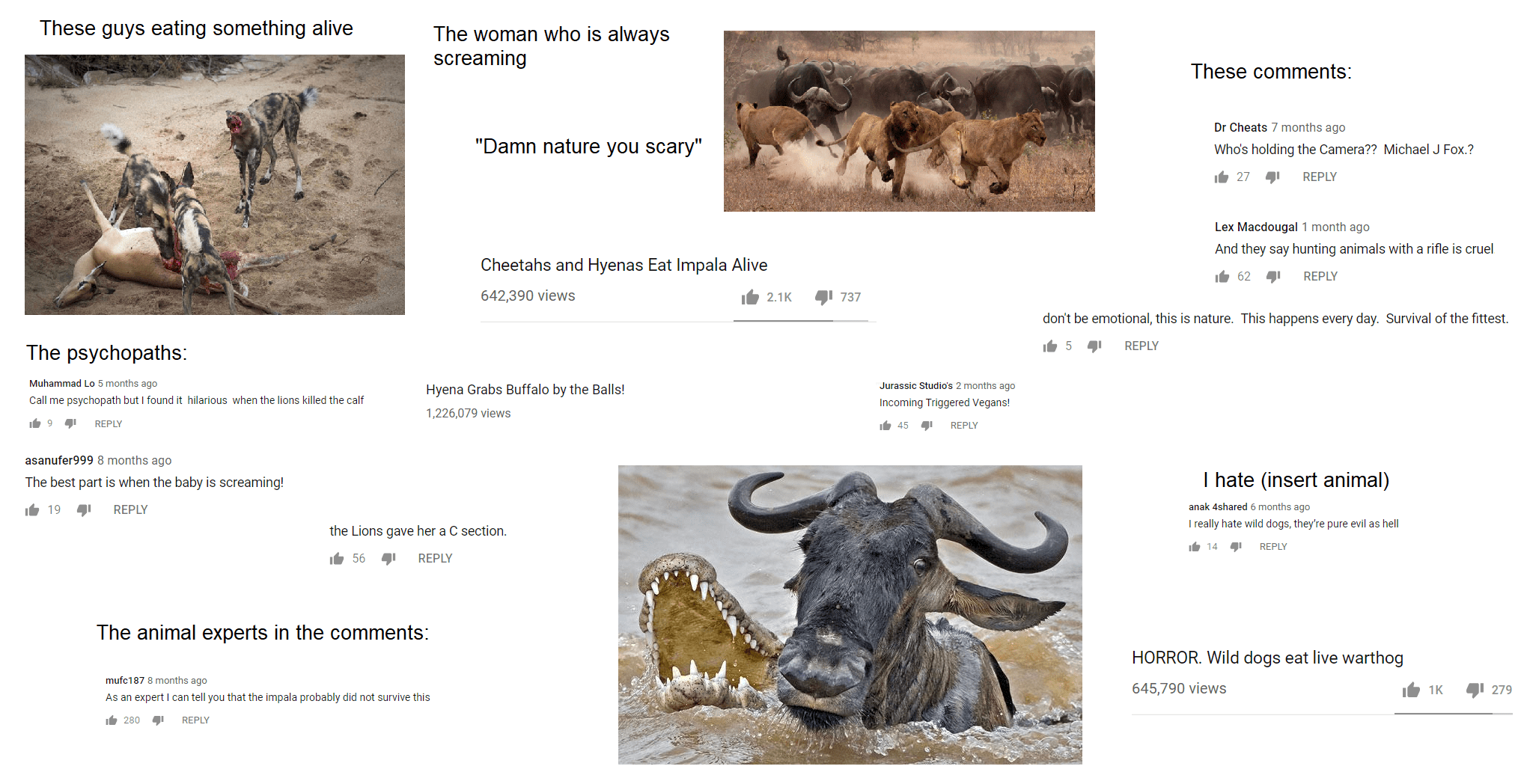 African Safari Video On Youtube Starterpacks