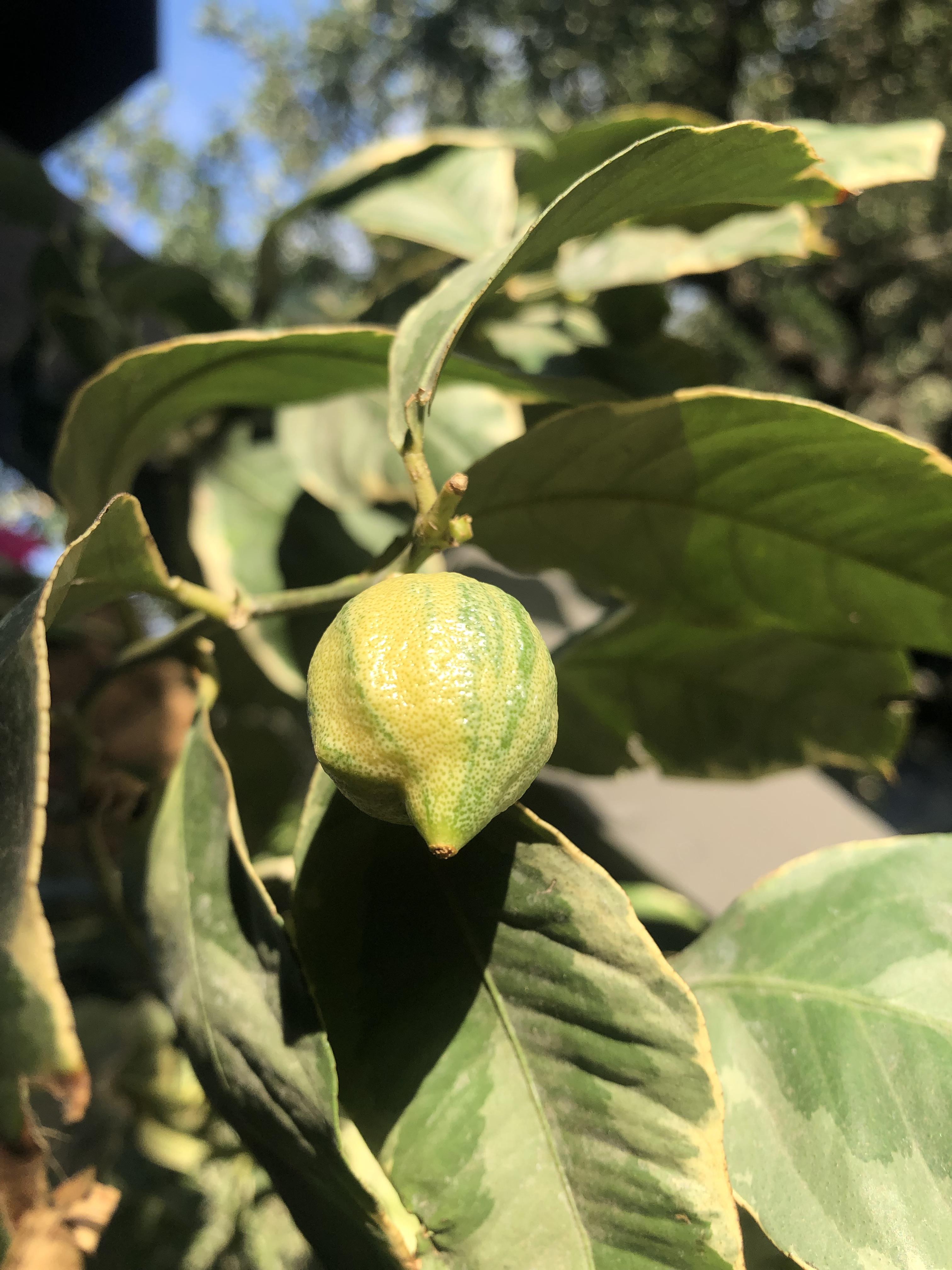 Variegated Pink Lemon This Cultivar Is Special Butter N Thyme Kitchen