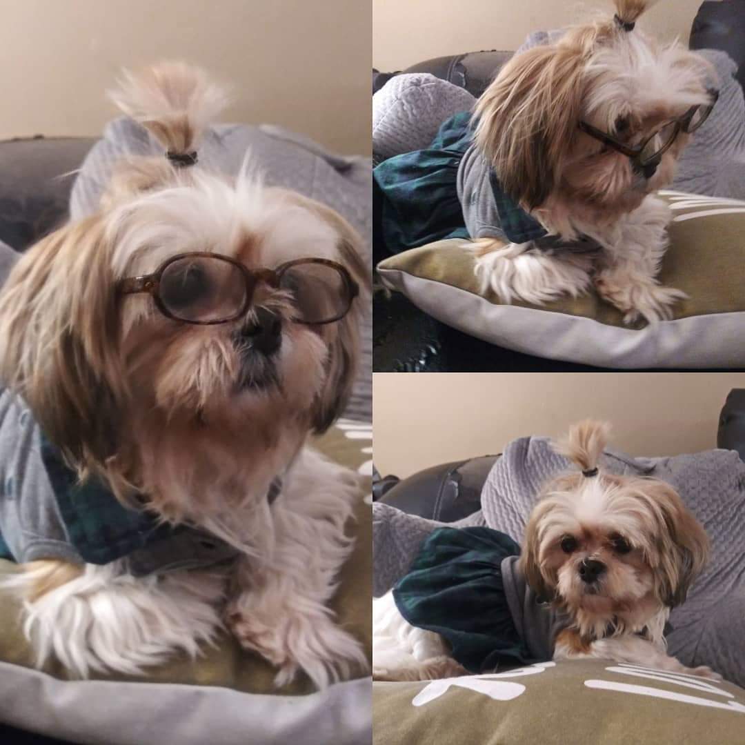 Ok Mayor You Re All Set Cooped Up Inside Playing Animal Crossing And Dress Up With My Dog Shihtzu
