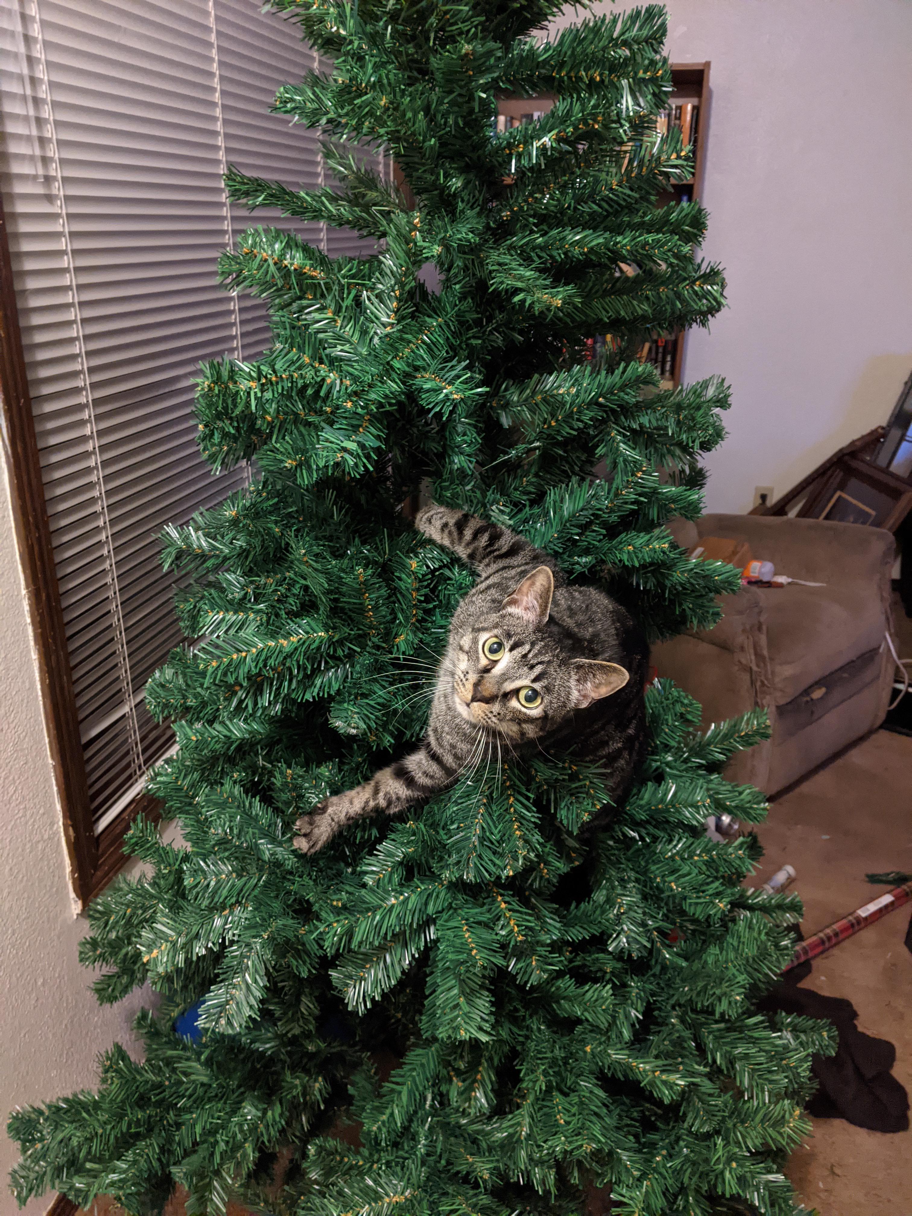 While trees aren't the greatest concern for pets, they are . Cats In Christmas Trees