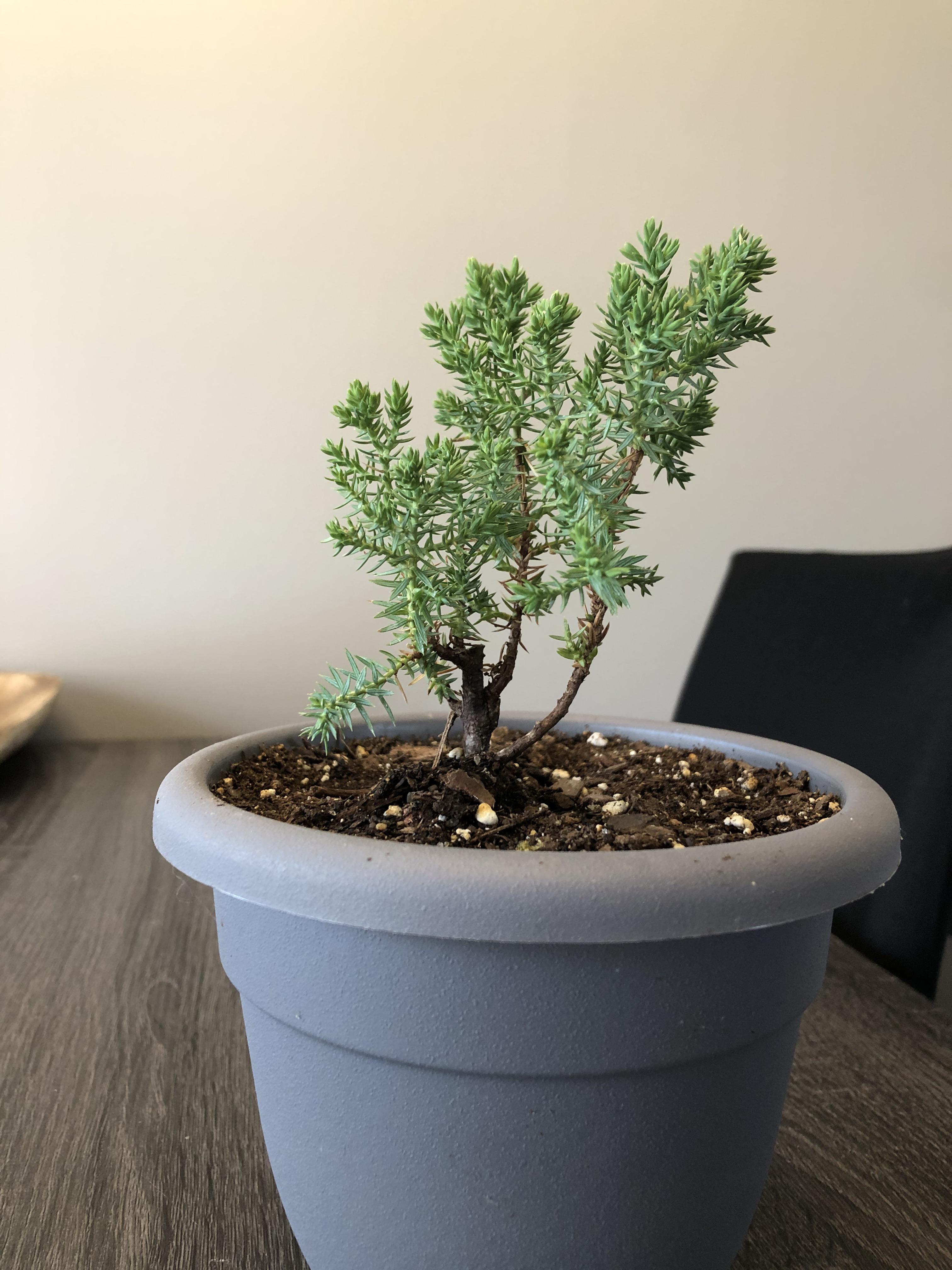 Juniper Pre Bonsai Long Range Vision Help Let It Grow Untouched Or Start Wiring Bonsai
