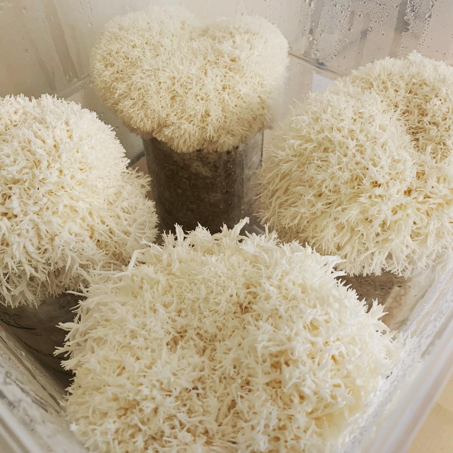 gourmet chestnut mushroom coco-coir shoebox took a whole month to pin rmushroomgrowers on mushroom substrate recipe reddit