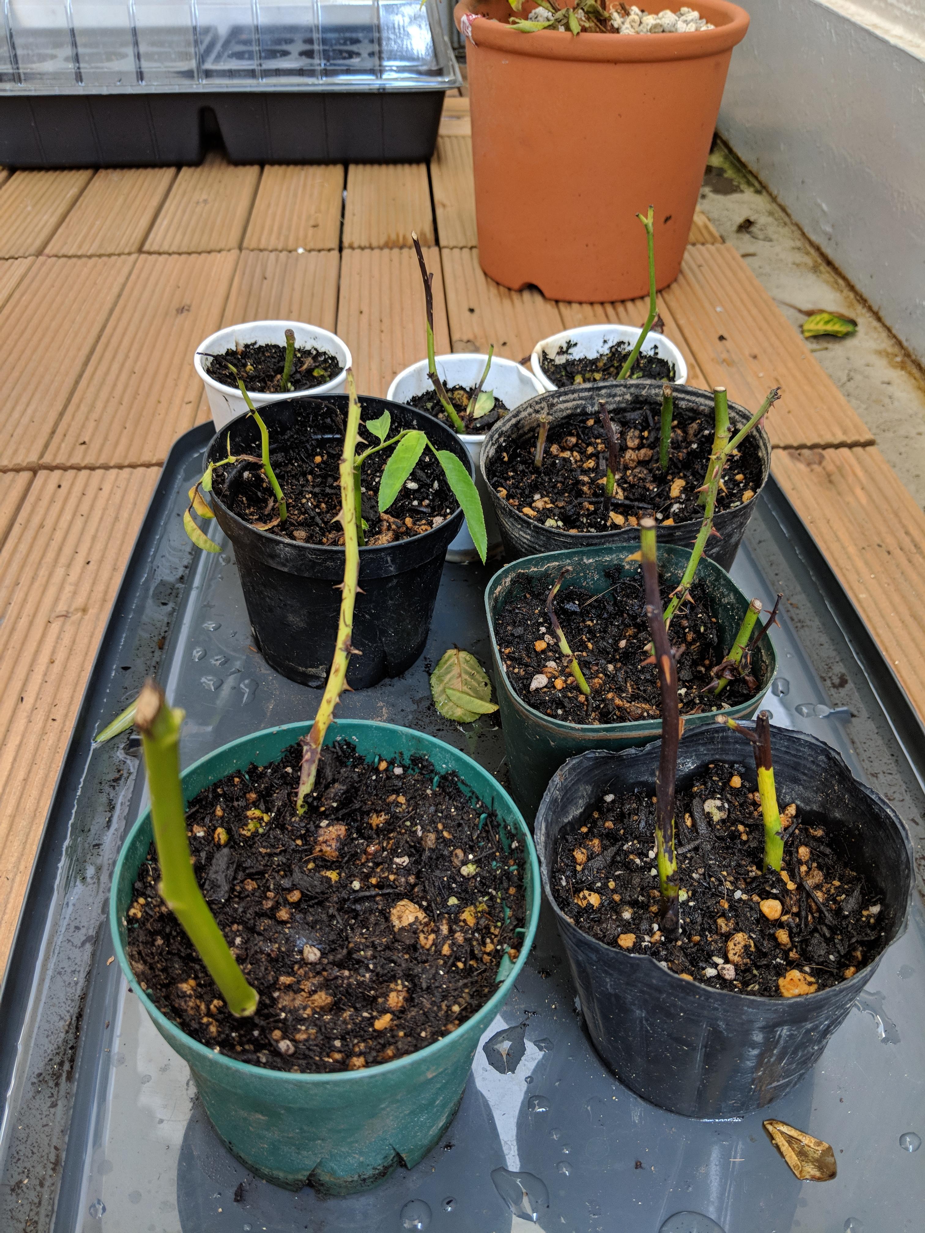 Why Are My Rose Cuttings Slowly Turning Black They Have Been In A Transparent Tote Not Fully Closed For Air And Root Hormones Just Checked For Roots And Nothing Its Been 2