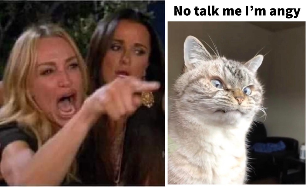 Angry cat meme no