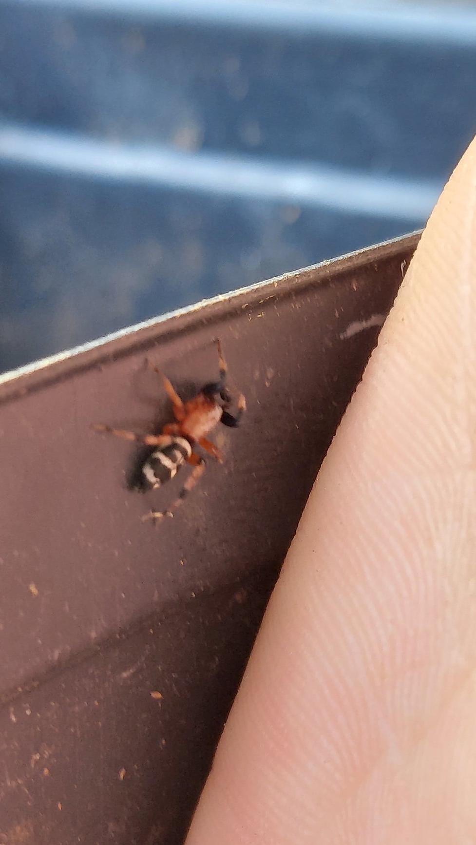 (pennsylvania)found this tiny guy roaming the ground right outside my house. thought it was cool
