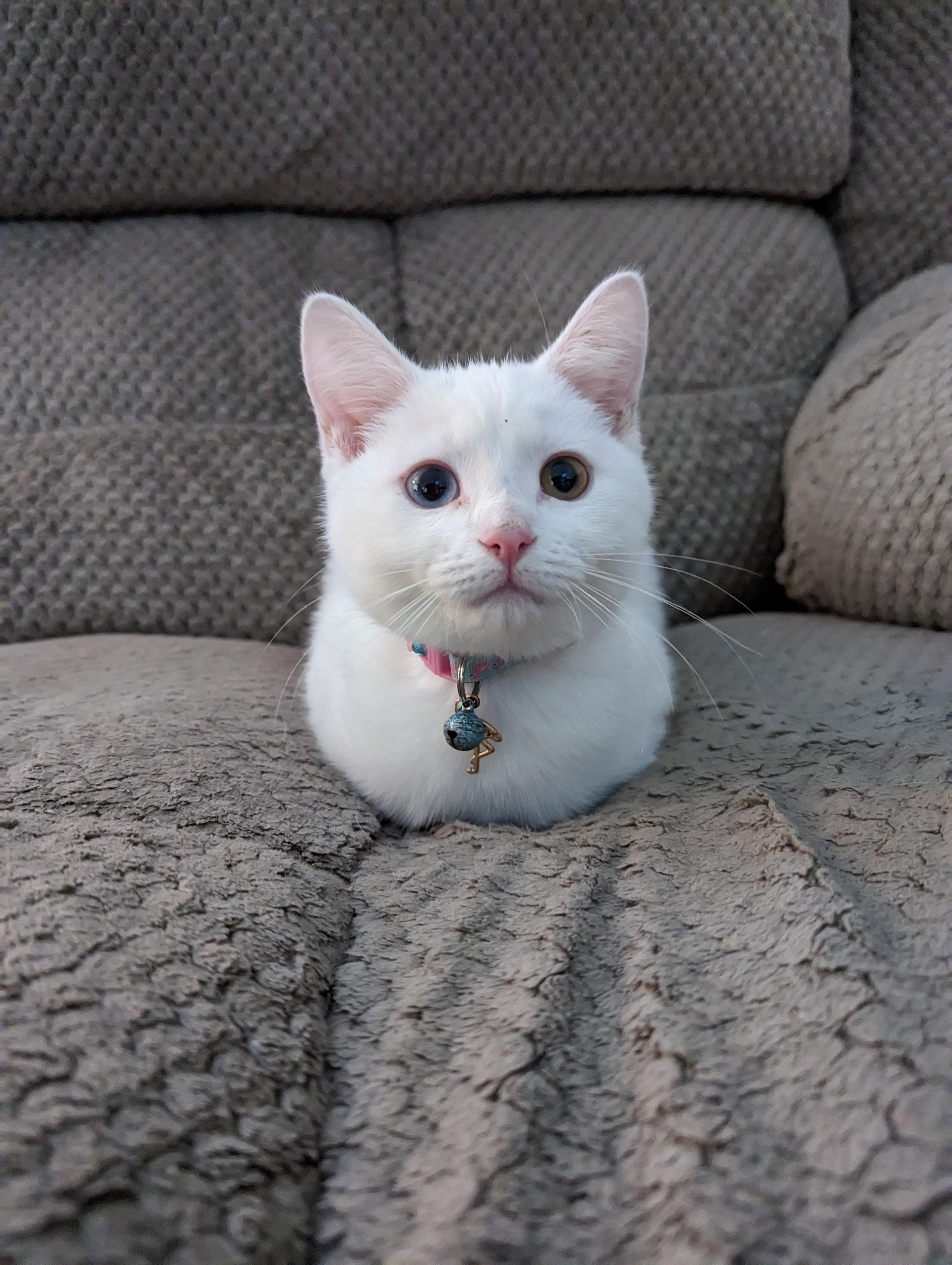 Cat with no legs