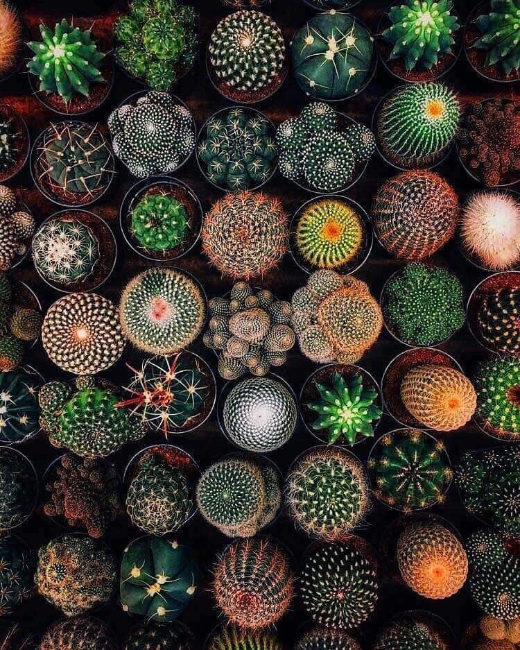 Moon cactus (gymnocalycium mihanovichii) · bunny ear cactus (opuntia microdasys) · star cactus or sand dollar cactus (astrophytum asterias) · old . Different Kinds Of Cactus Plant R Oddlysatisfying