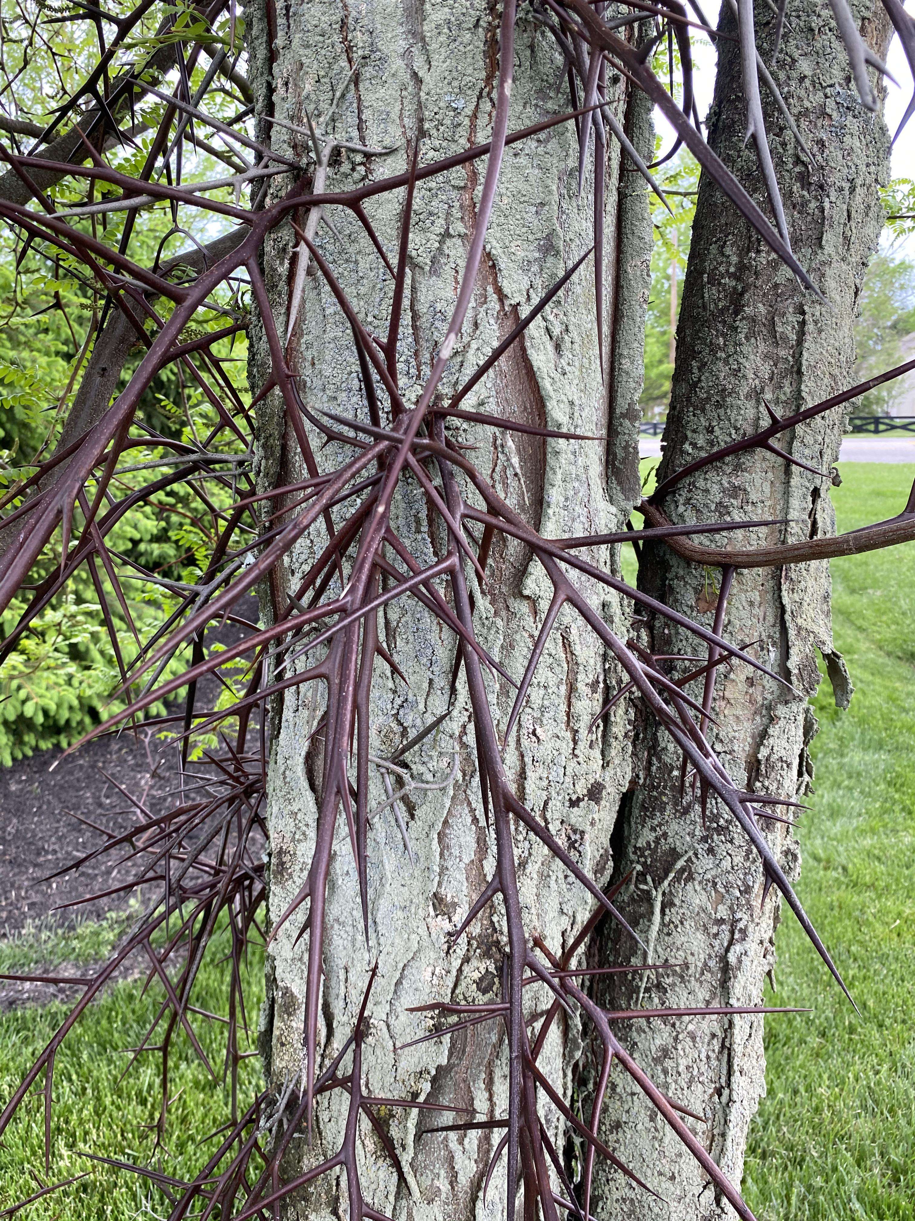 Honey Locust Tree With Fruit The Honey Locust Gleditsia Triacanthos Stock Photo Picture And Royalty Free Image Image 115541793