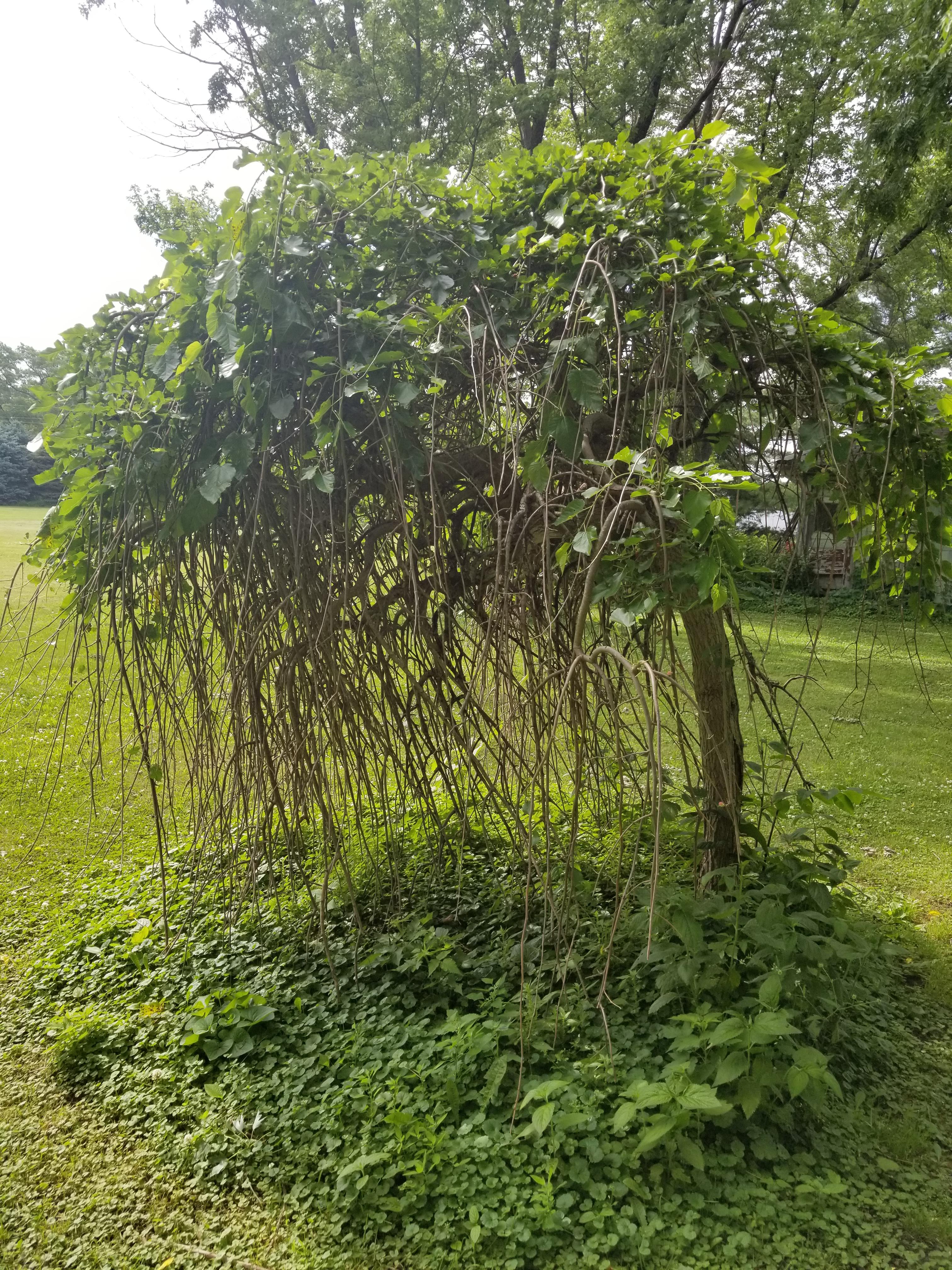 Is This A Weeping Mulberry And If It Is Is It Too Close To My House Gardening