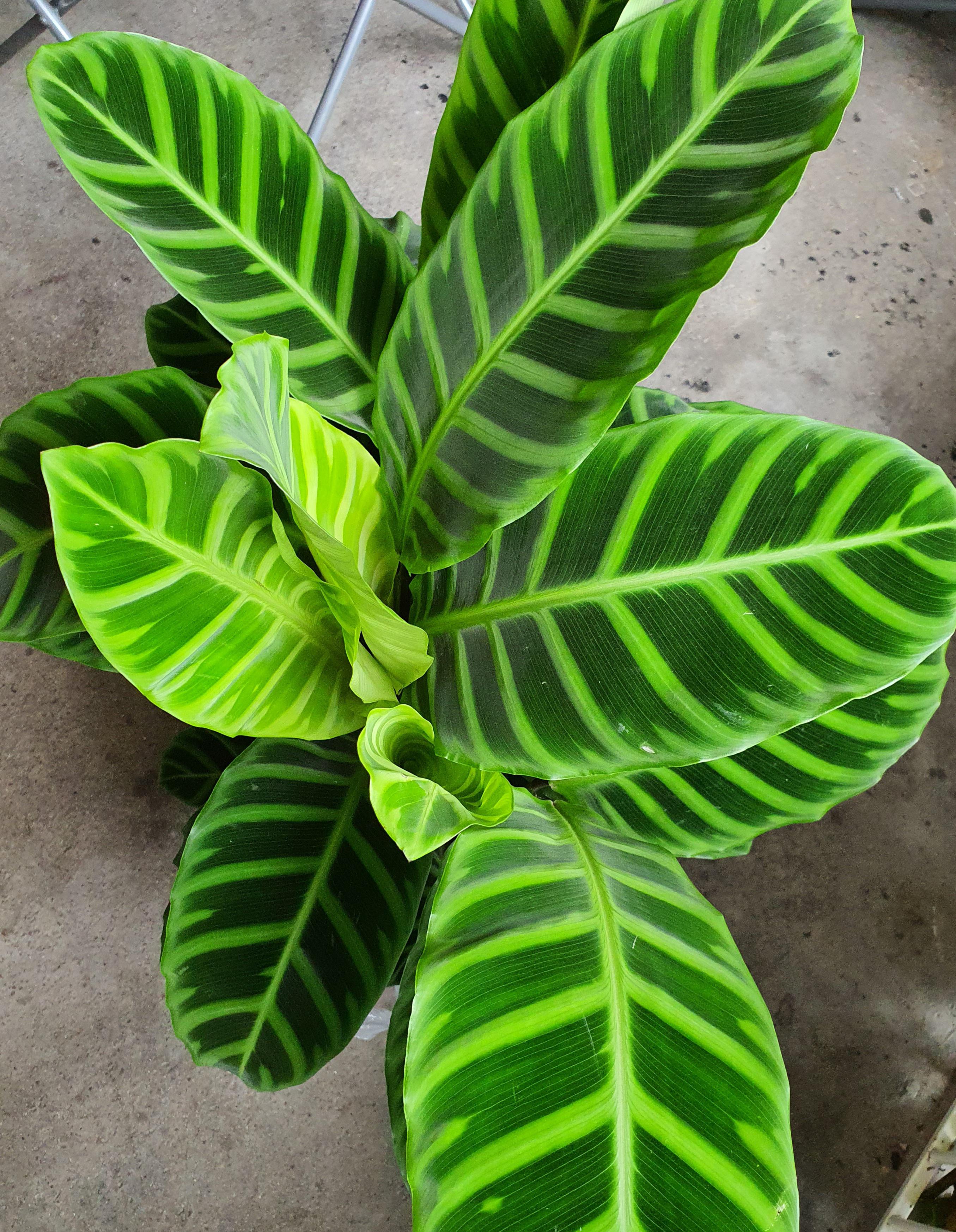 Calathea Zebrina Plant / How To Care For Calathea Zebrina Tips Plant