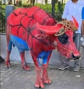 Spider-Man Brand New Day (spoiler)