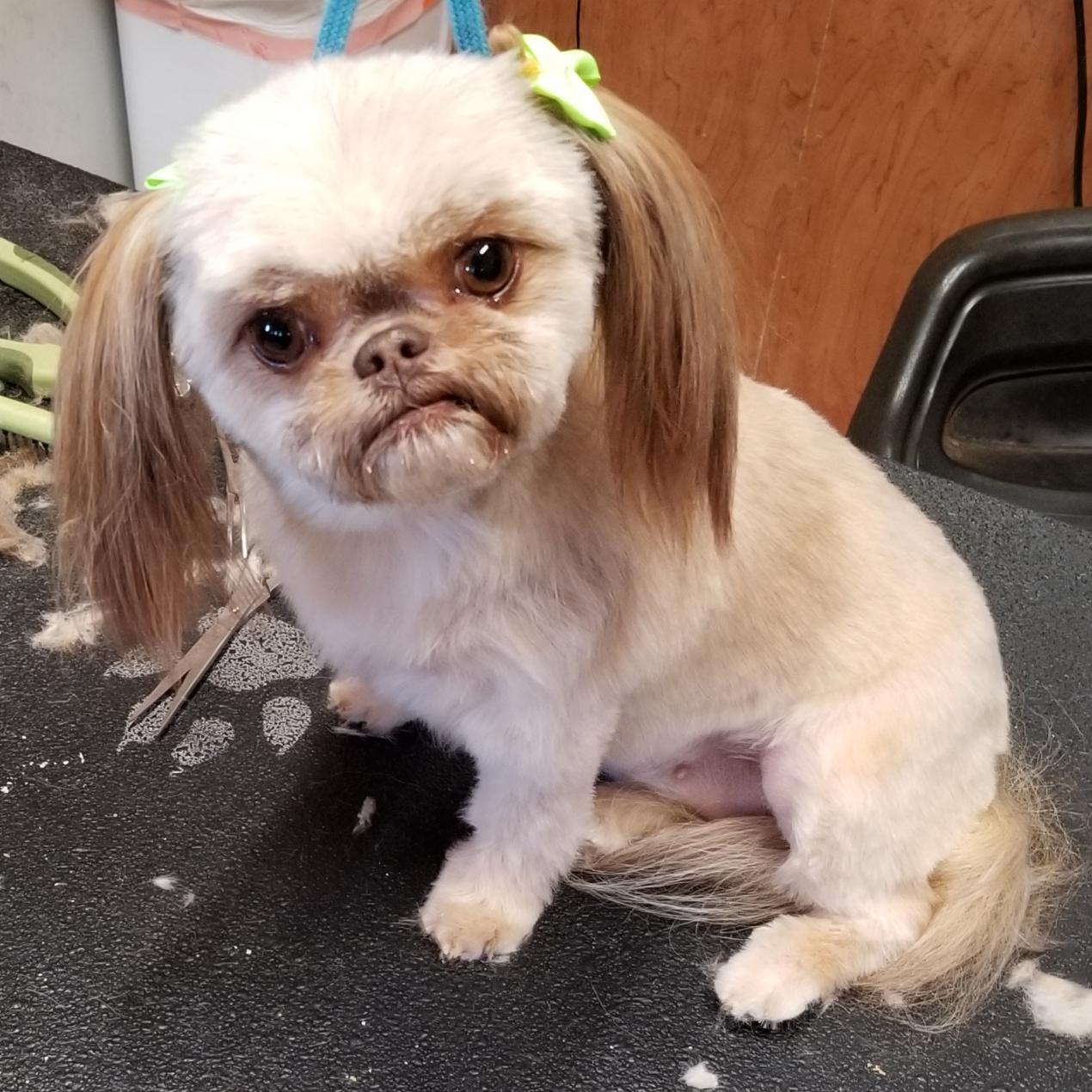 Maltese Shih Tzu Mix With Chihuahua Novocom Top
