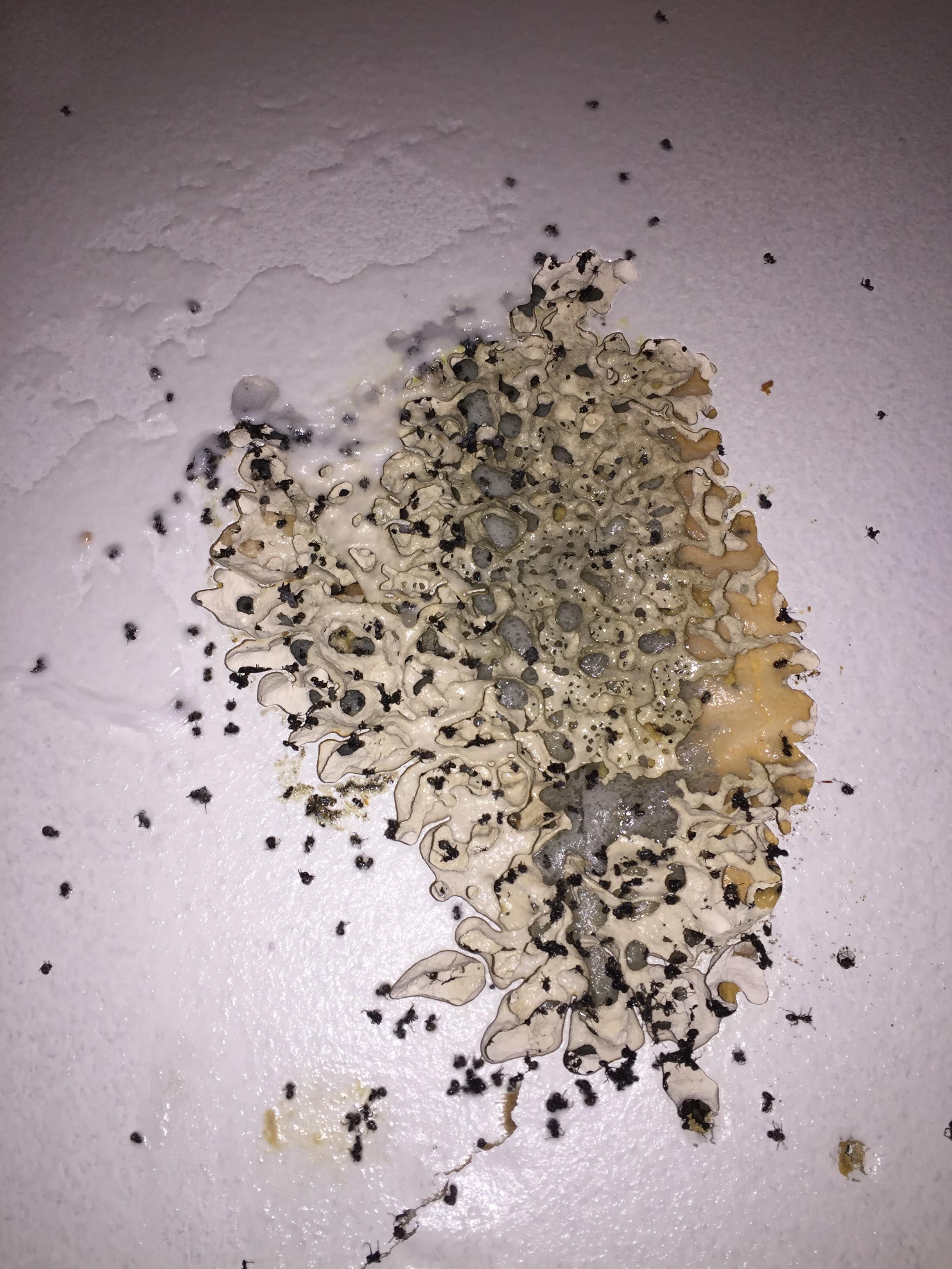 Ant infestation behind cabinet eww