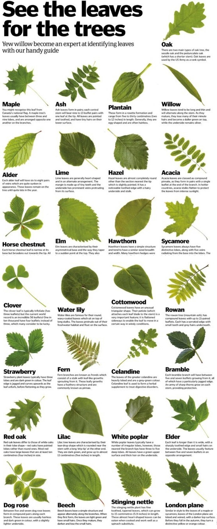 Types Of Tree Leaves With Pictures For Easy Identification