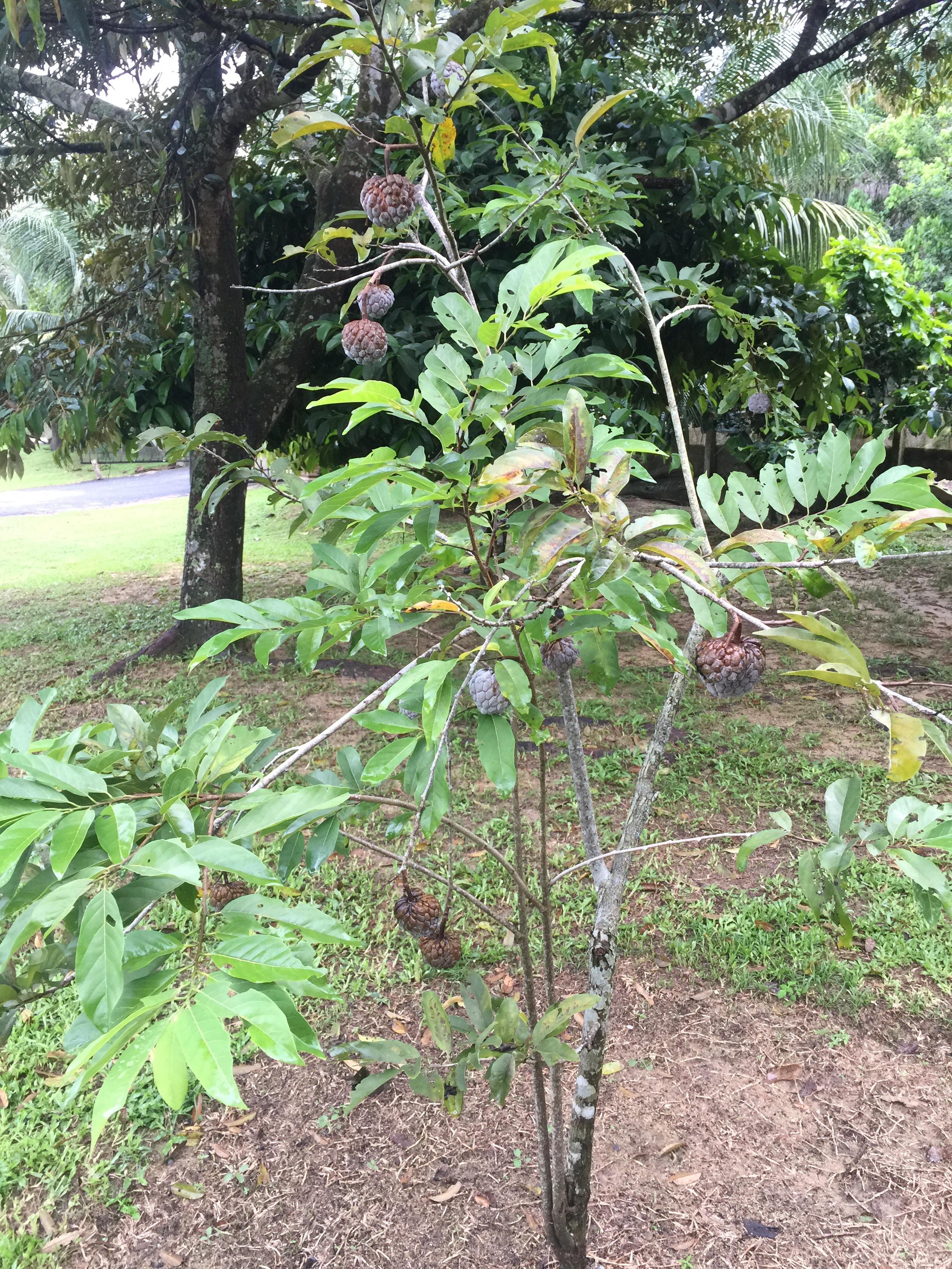Annona Squamosa Seeds Sugar Apple Fruit Seeds Custard Apple Tree Seeds