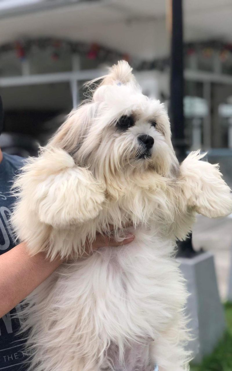 She S Nakey And Grumpy R Shihtzu - Premium Light Illustration Gallery - Desktop