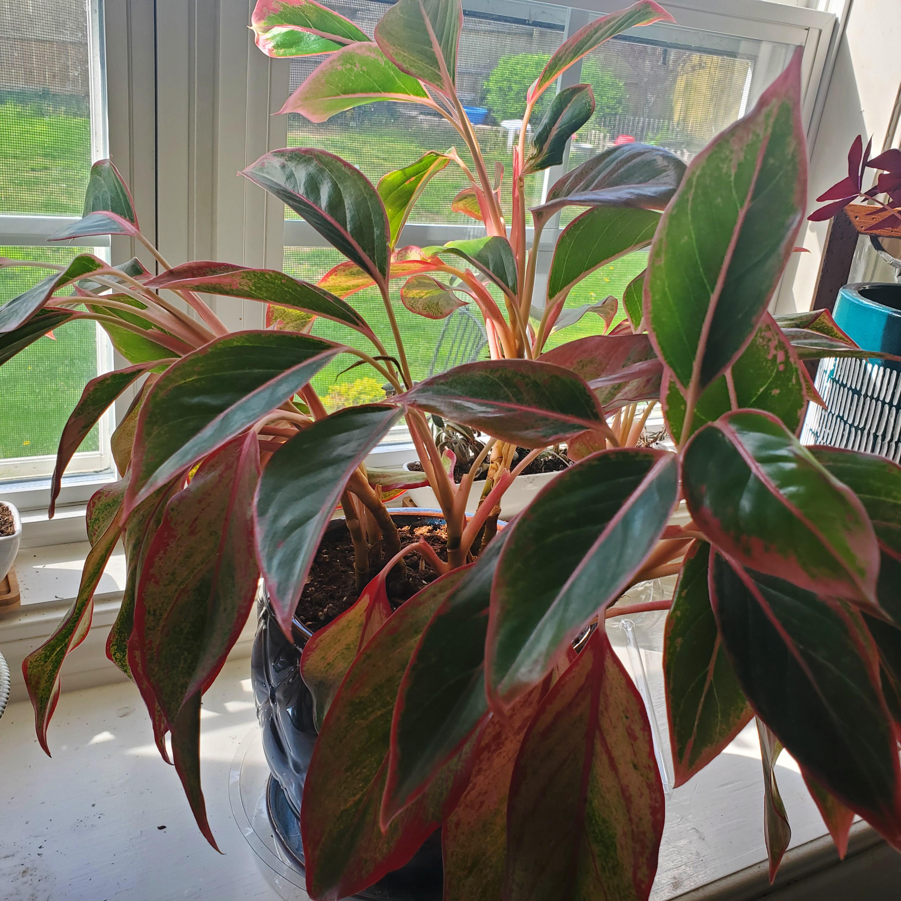 I had this plant for more than 3 years and i want to fix this etiolated houseplant. Any Tips For A Leggy Red Aglaonema Leaning Pretty Bad And Not Sure How To Help Her Houseplants