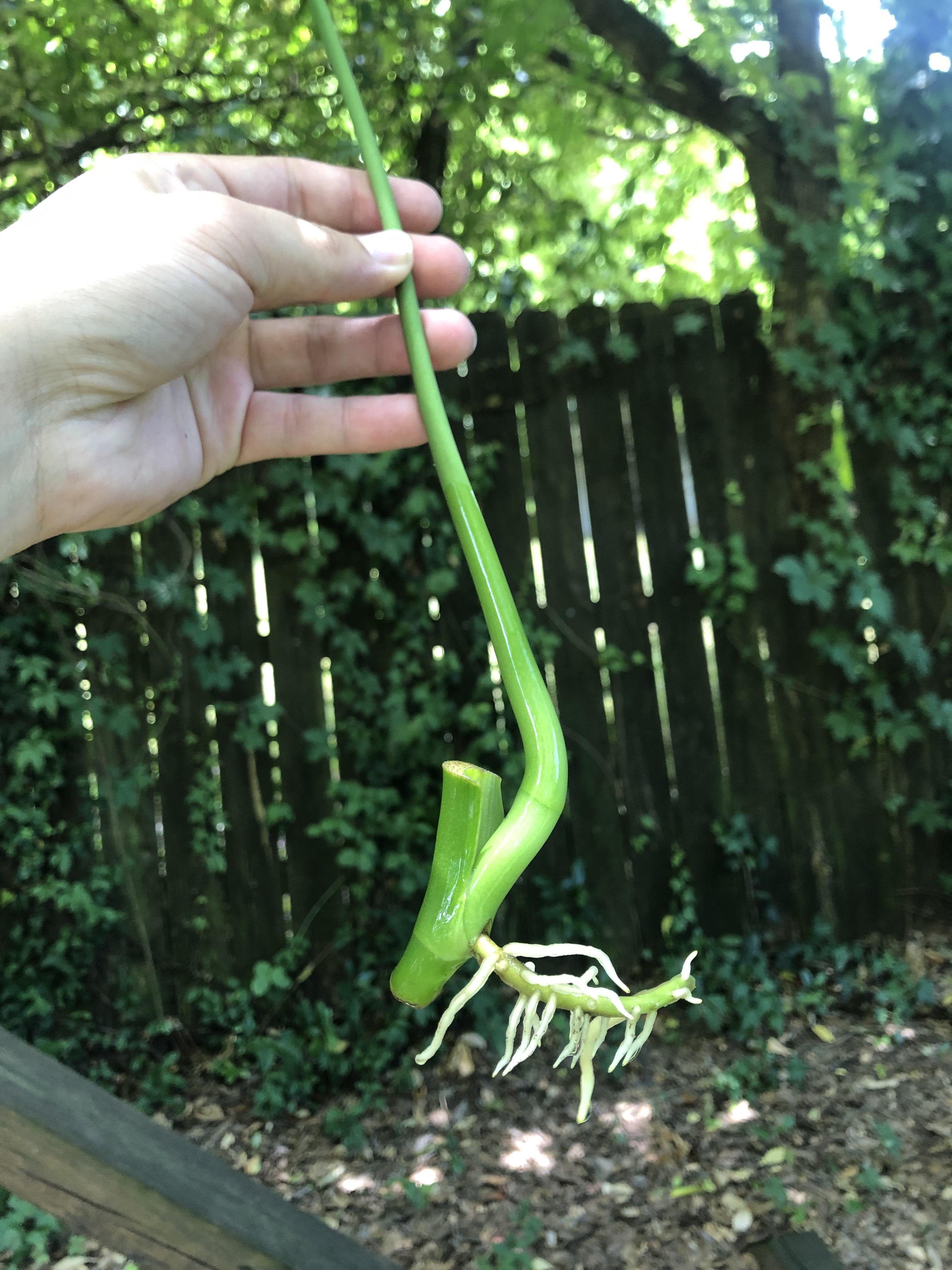 Is this monstera cutting ready to plant? or should i wait another 13