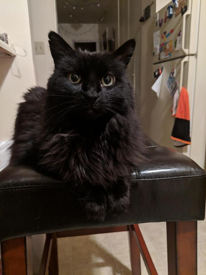 dwarfella