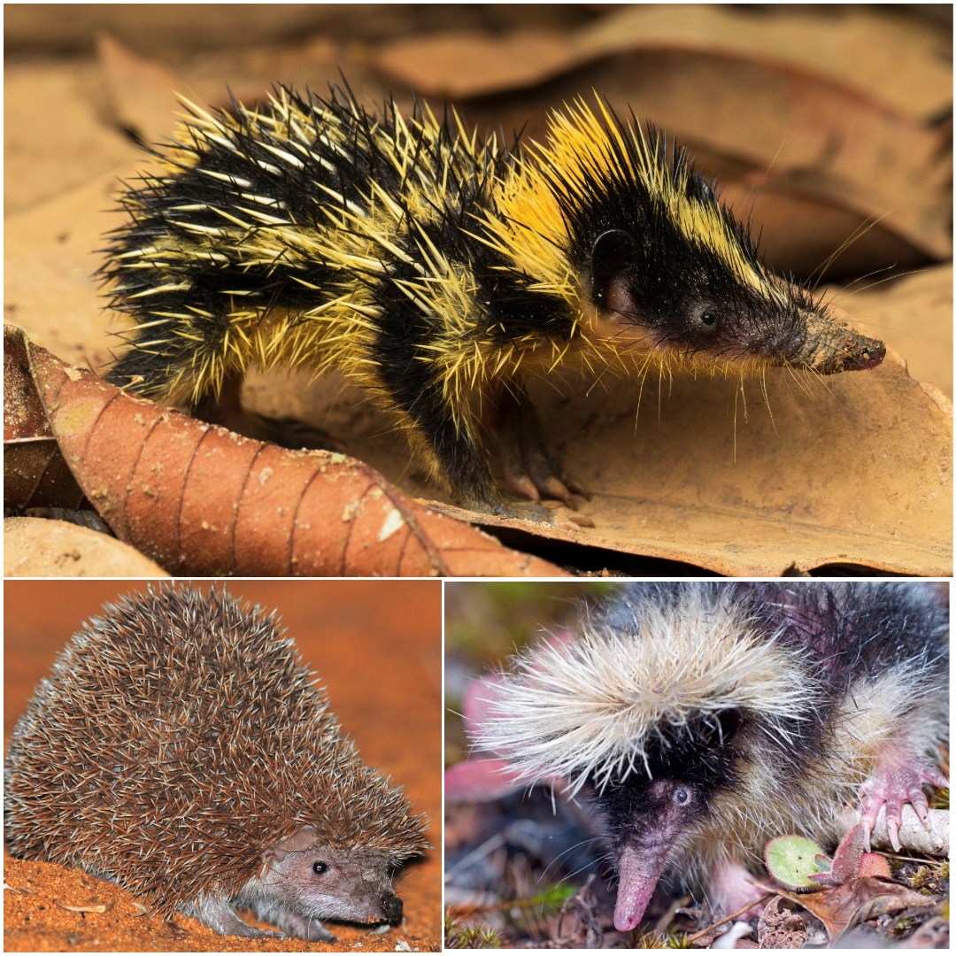 While tenrecs may look very similar to hedgehogs or rodents, this is  thought to be a case of convergent evolution. They are more closely related  to others of the afrotherian family, mammals
